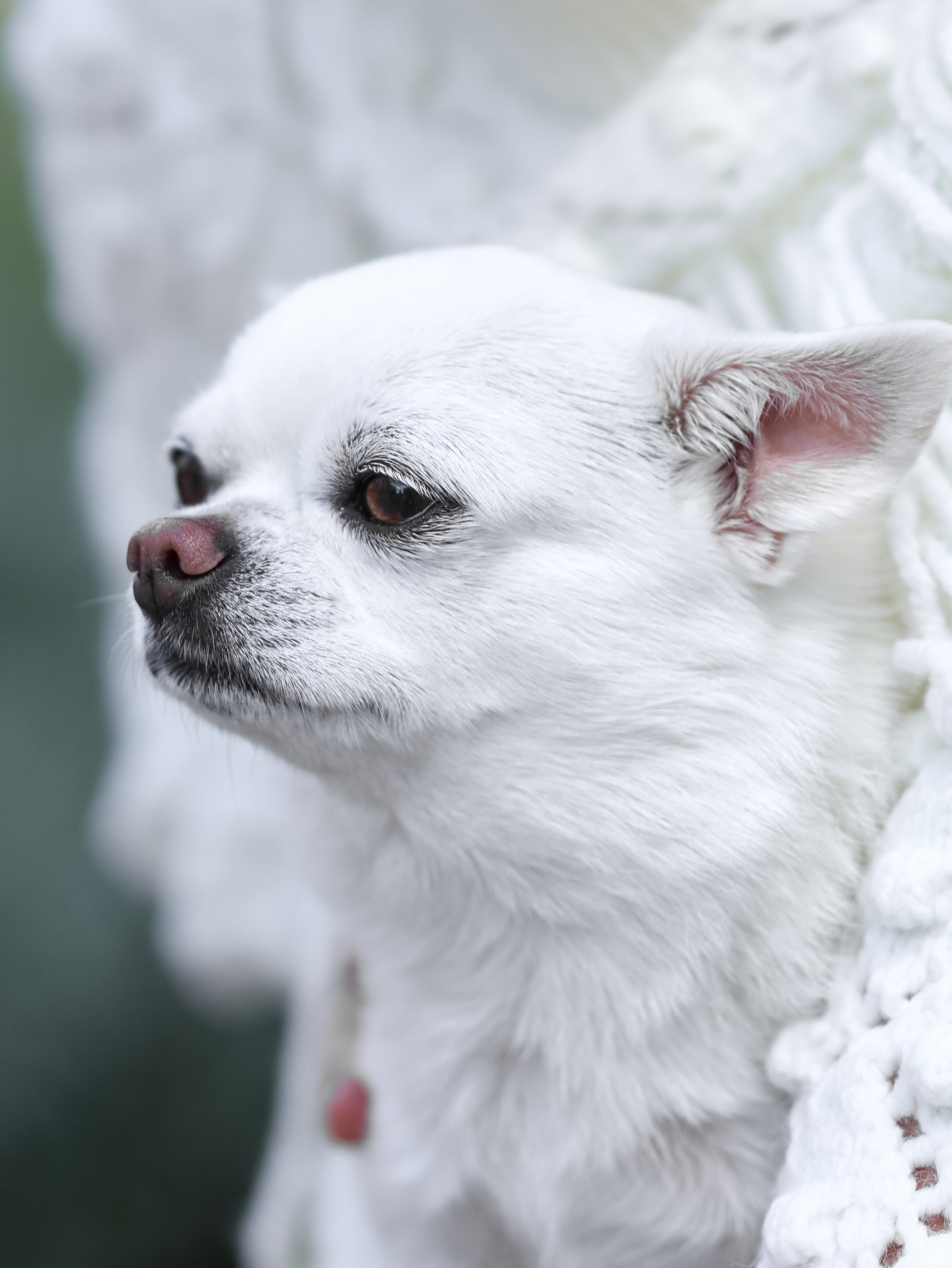 Зефир и Алена. Фотограф-анималист в Москве Кириллова Татьяна