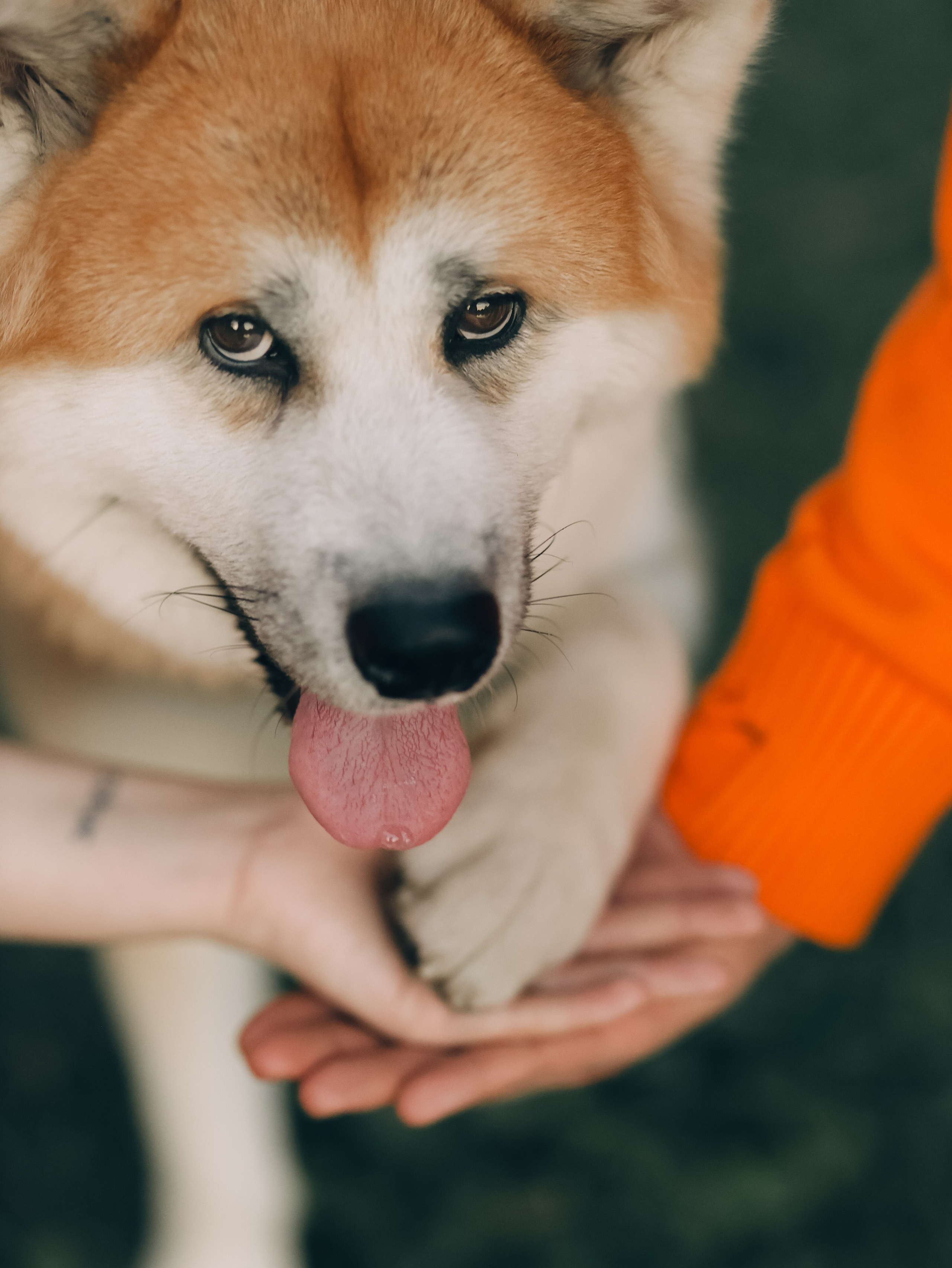 Гранд, Вика и Степан. Фотограф-анималист в Москве Кириллова Татьяна