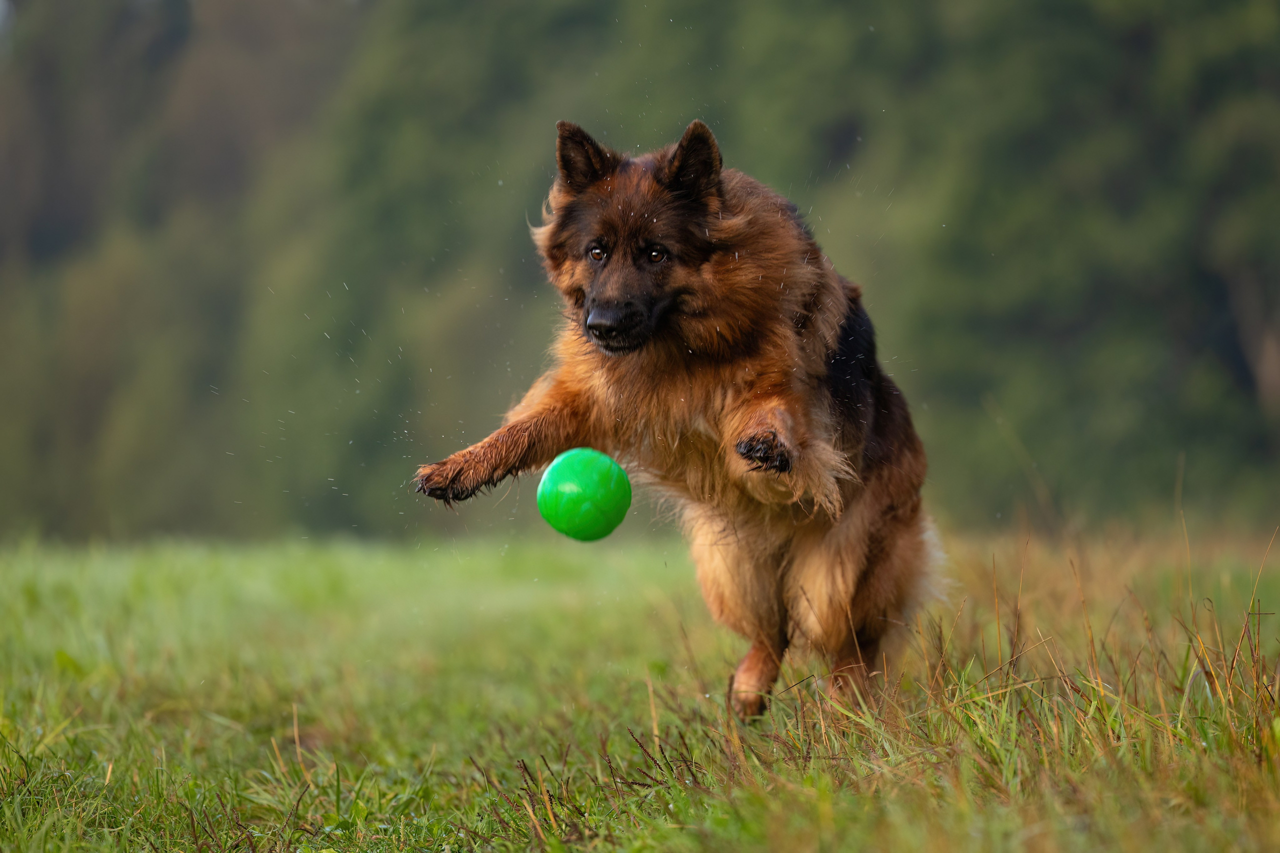 Немецкие овчарки Кетчер и Роскошь. Фотограф-анималист Natalia Deingel | Фотосъемка собак в Москве