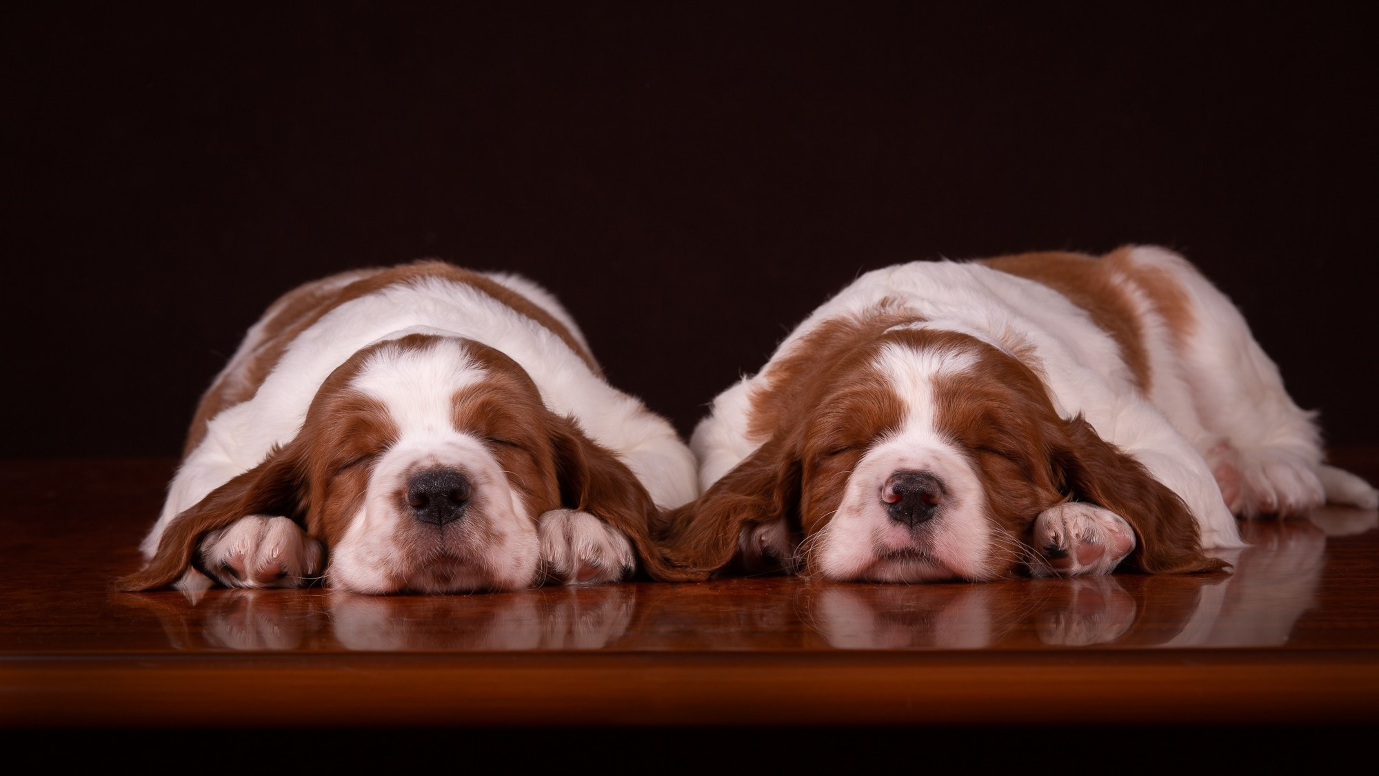 Фотосъёмки щенков. Фотограф-анималист Natalia Deingel | Фотосъемка собак в Москве