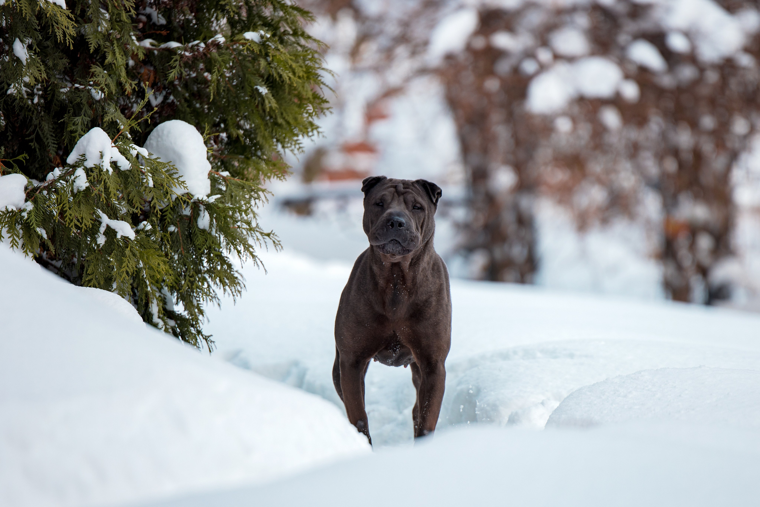 В гостях у шарпеев 16.01.2024. Фотограф-анималист Юлия Германика