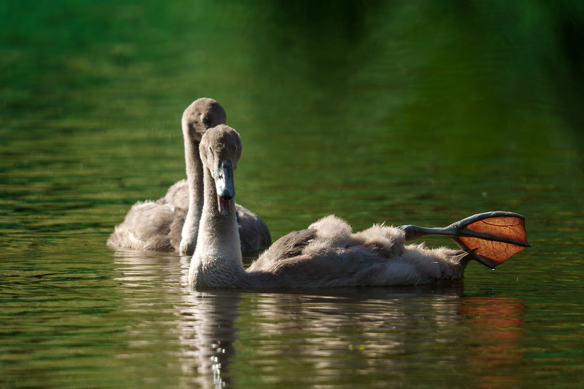 Удивительные мир птиц. Вокруг нас столько прекрасного — присмотритесь!. Ваш личный фотограф Марина Волкова