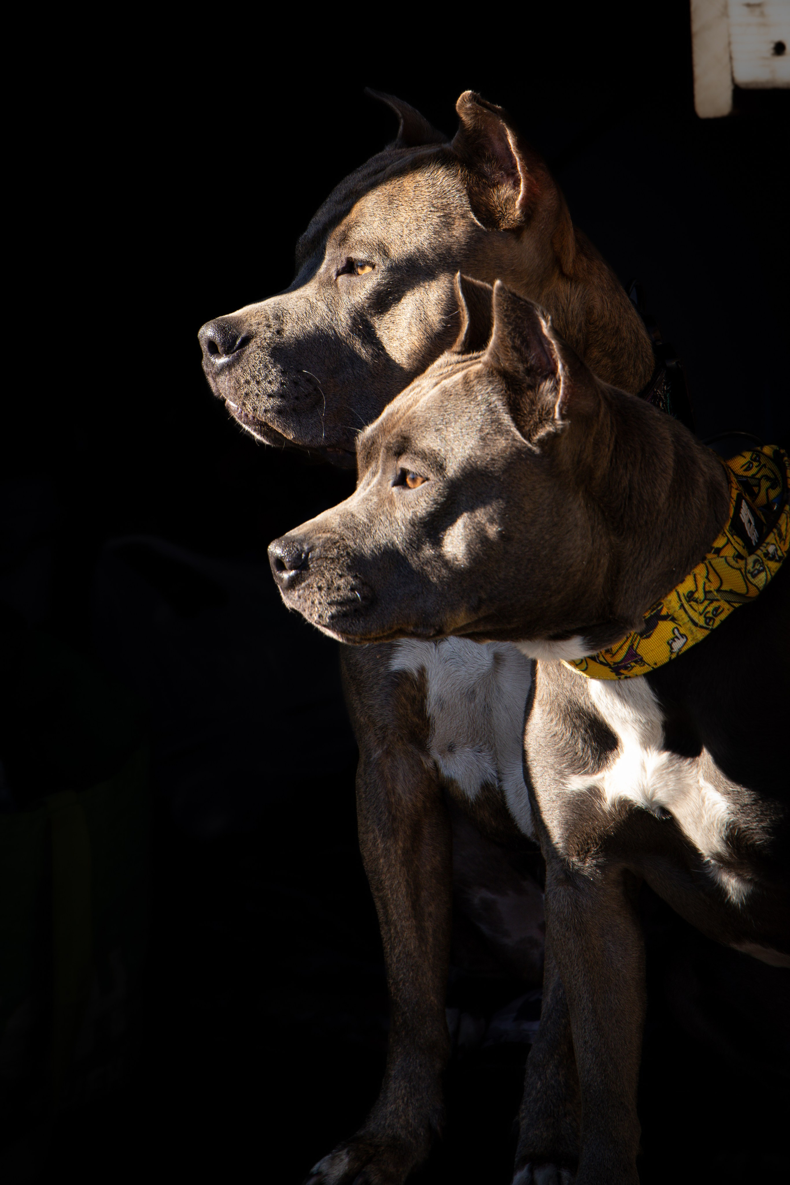 Собаки. Антонина Савельева Фотограф Ставрополь