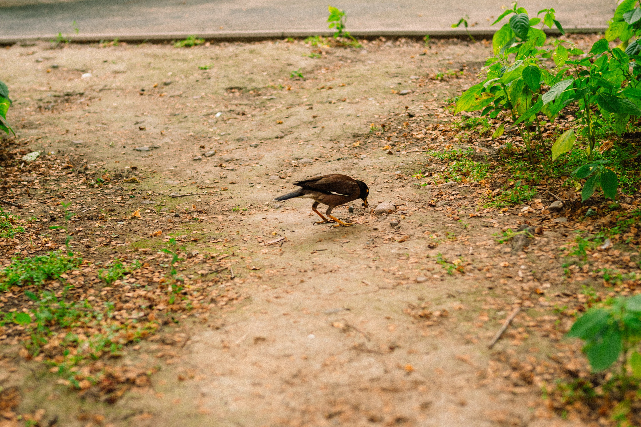 Стрит: Алматы, лето 2025. Фотограф в Алматы — Дарья Фёдорова