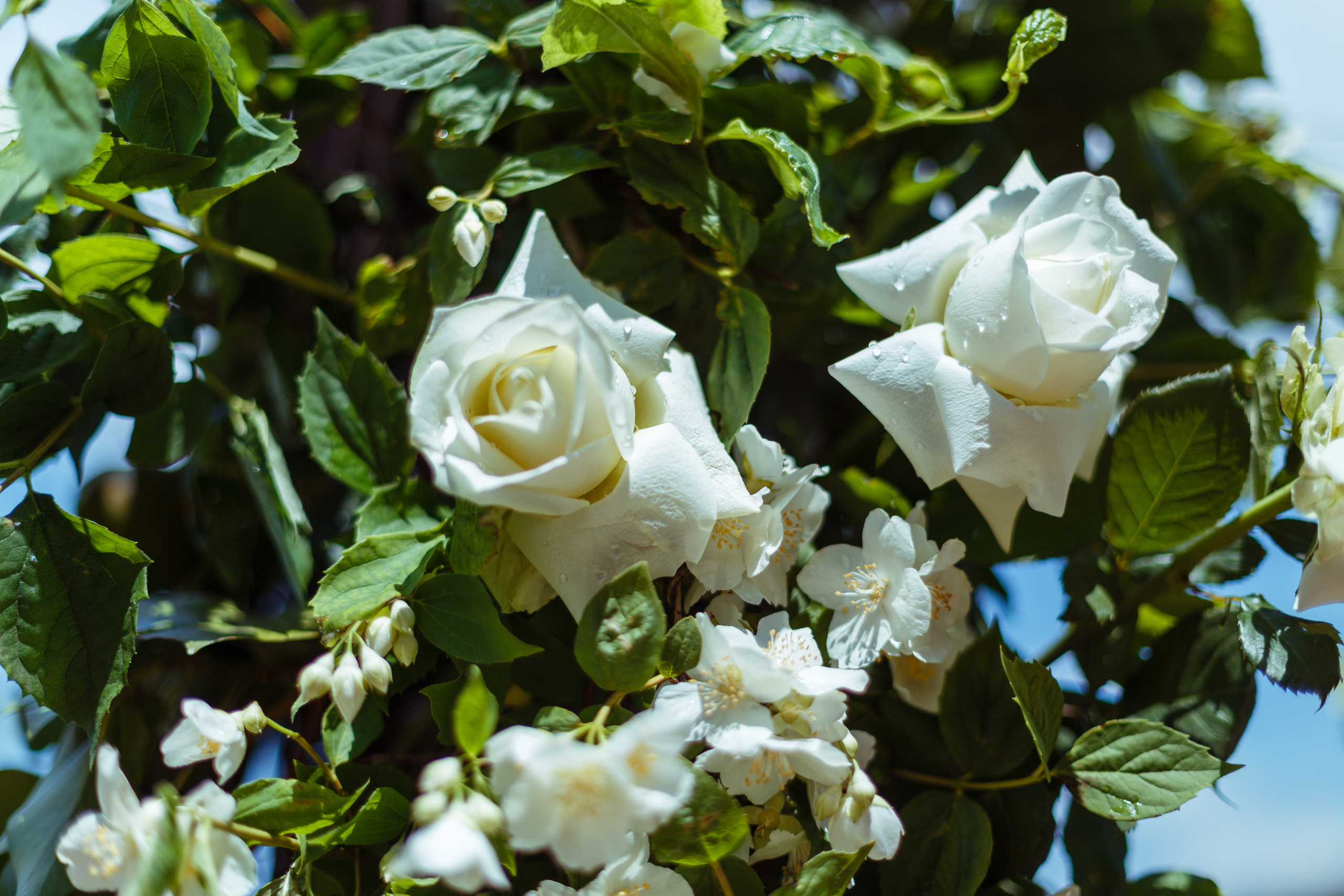 Свадьба в горном шале. Лера и Максим. Свадебный фотограф в Крыму и Севастополе Ольга Баскакова