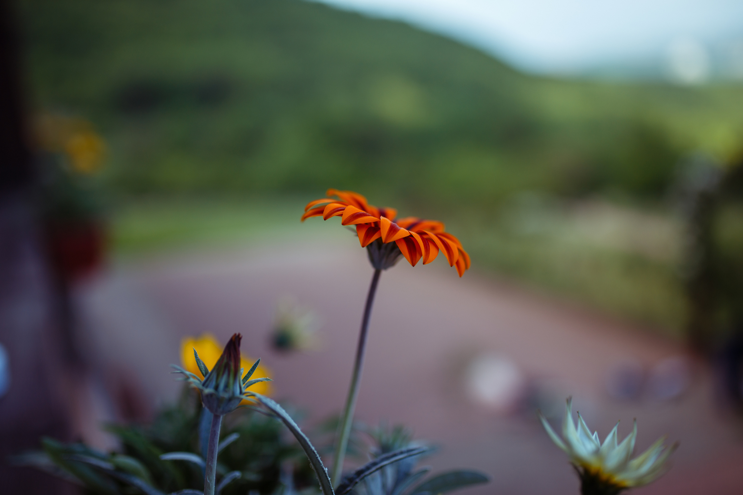 Свадьба в горном шале. Лера и Максим. Свадебный фотограф в Крыму и Севастополе Ольга Баскакова