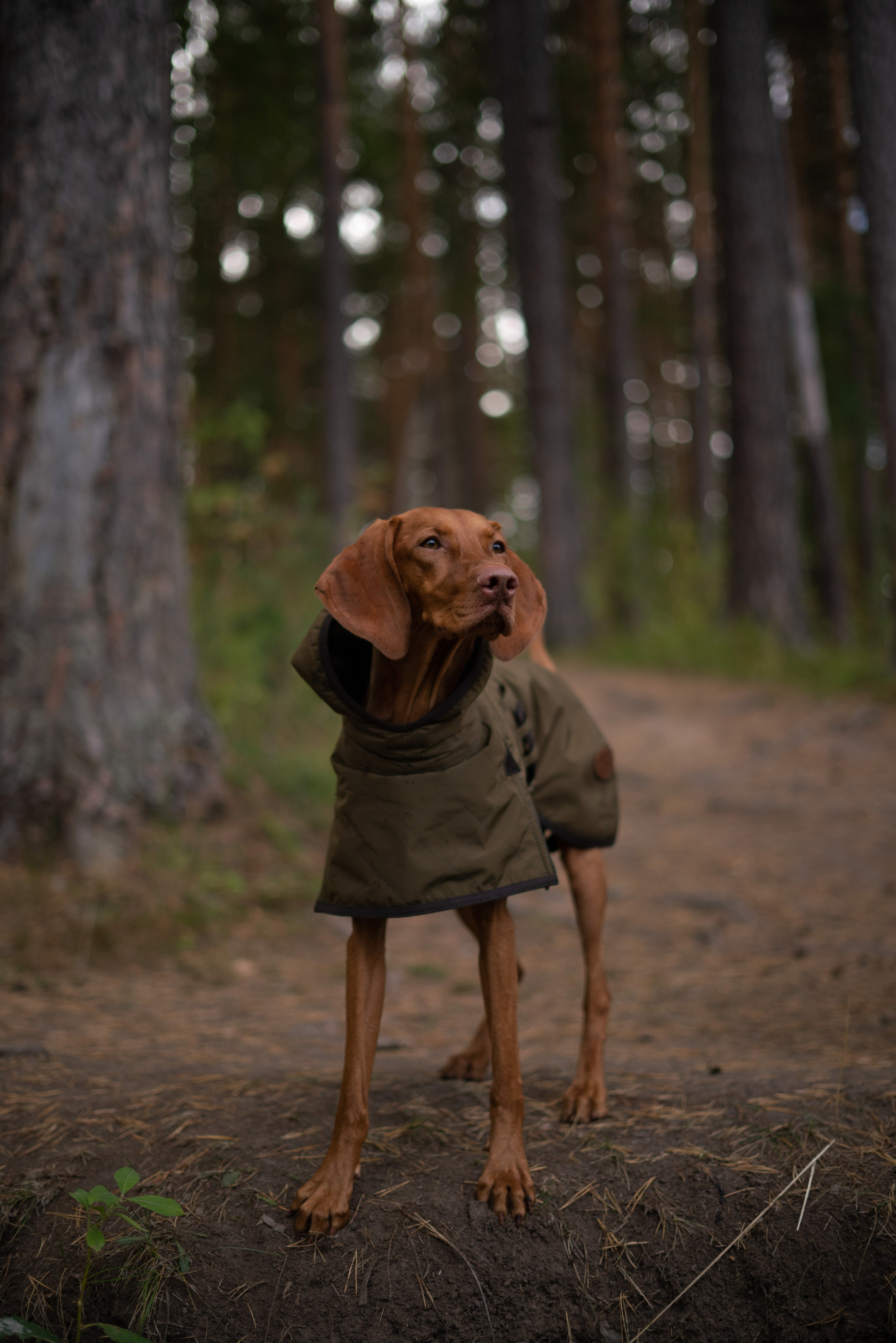 Одежда для собак Bravehound. Фотограф анималист Осипчикова Мария