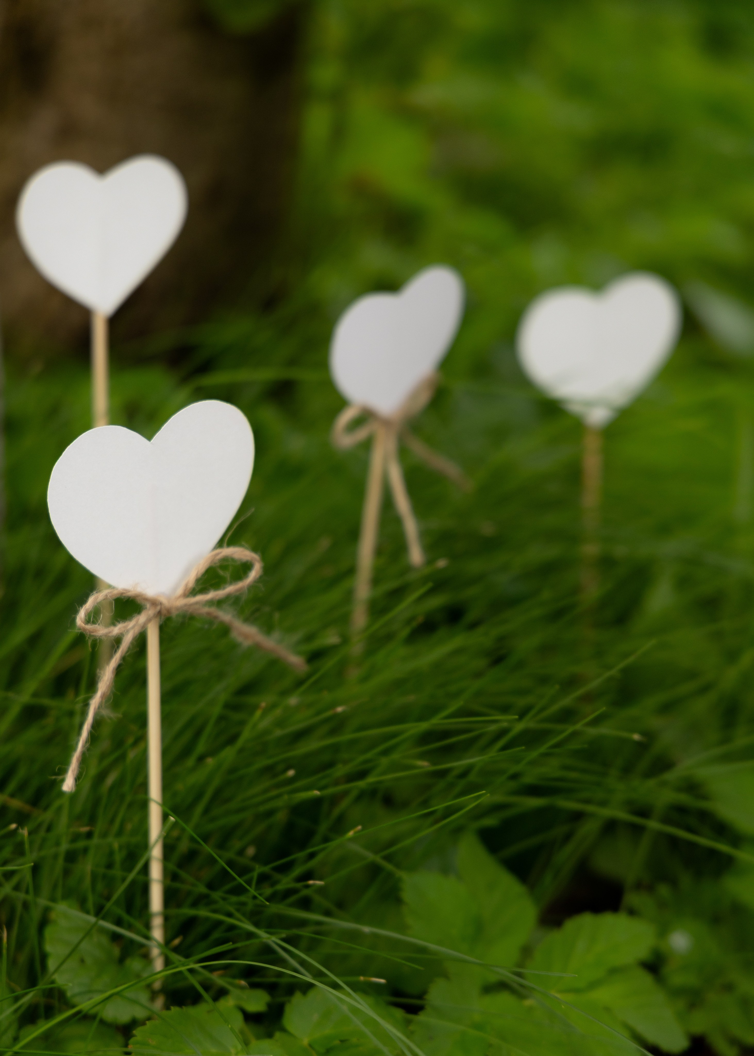 Денис & Дарья | в лесу. Фотограф в Калининграде Сокирко Светлана