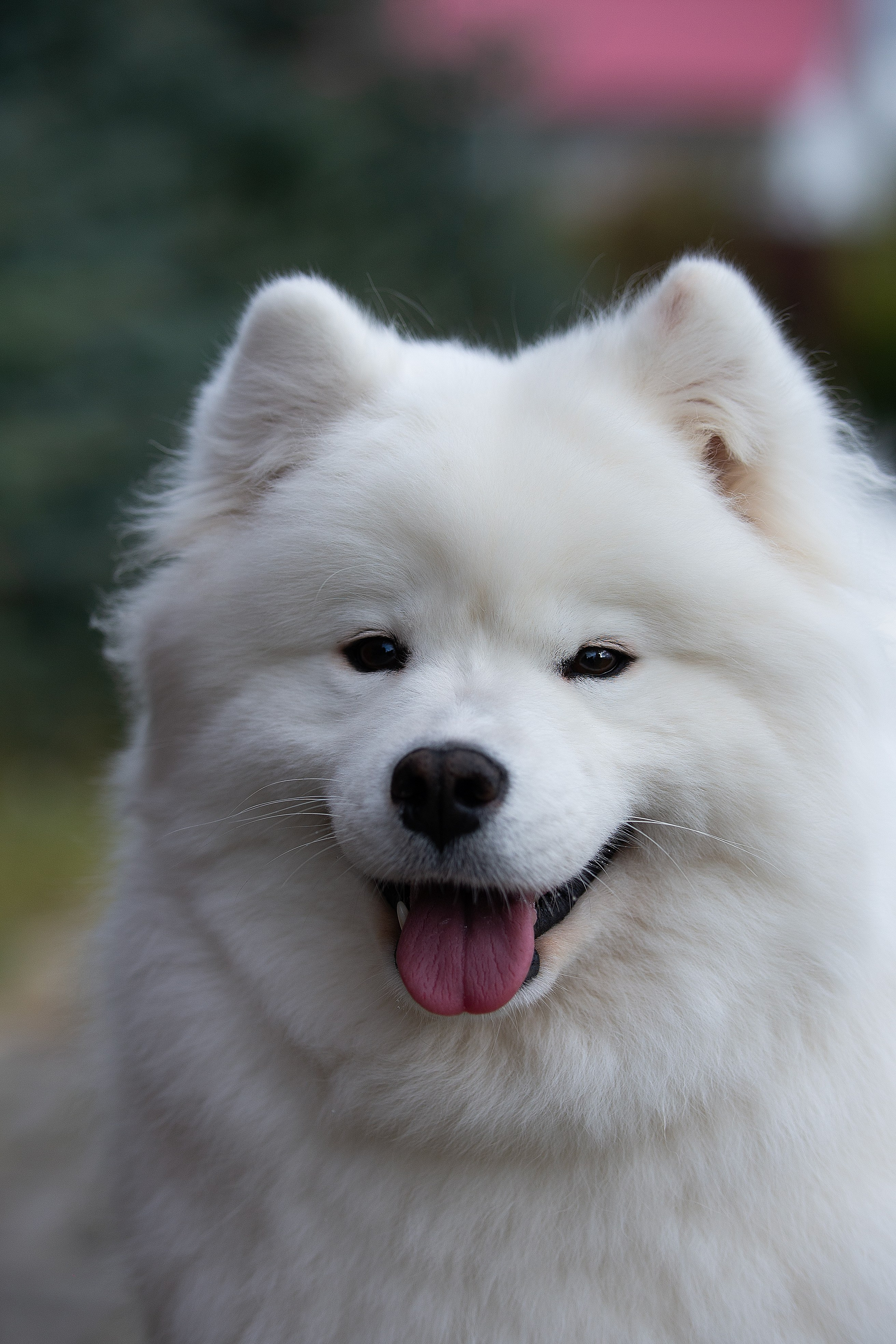 Собаки питомника Версаль. Творческий фотограф Вологда