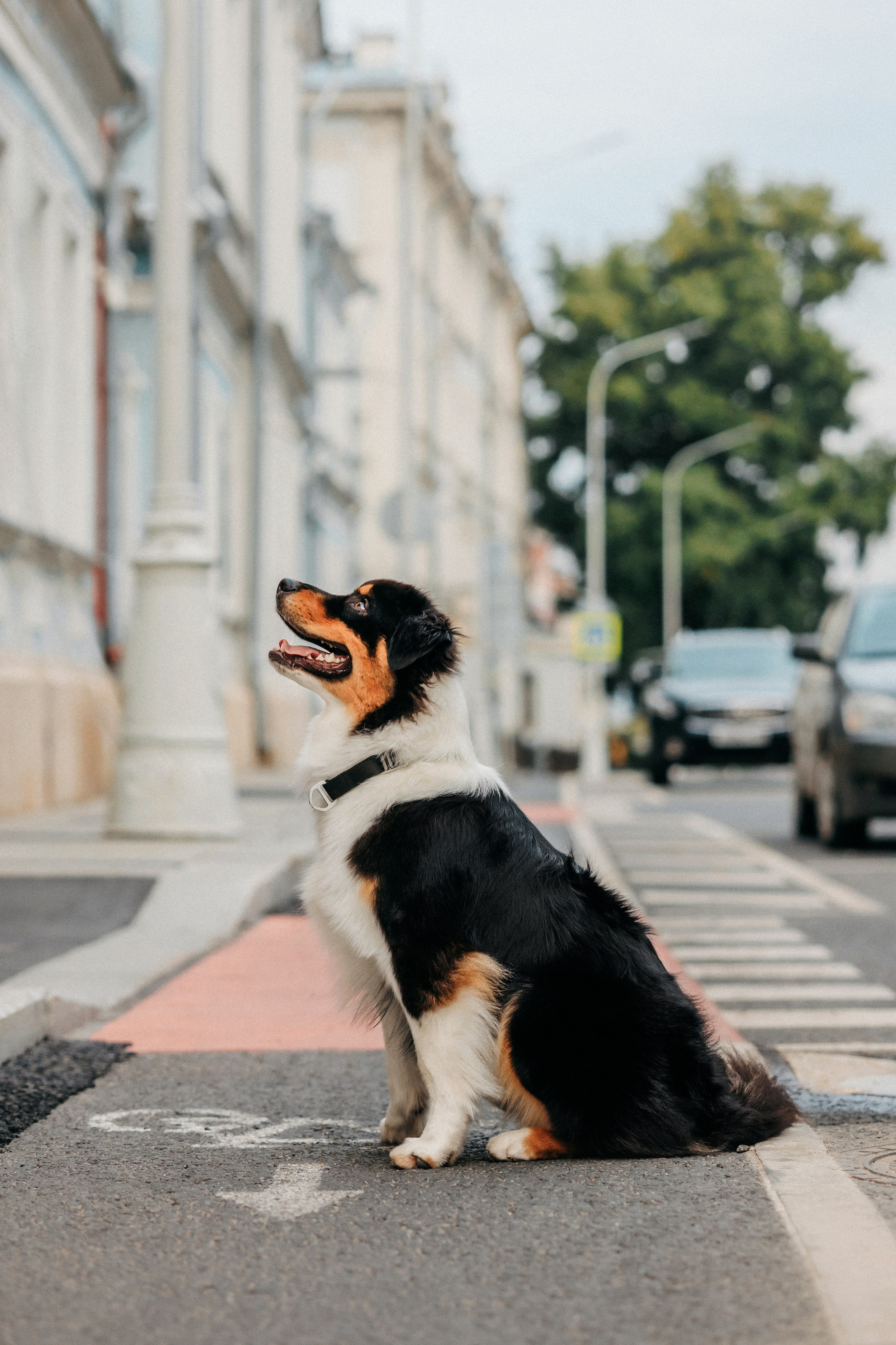 Лена и Рэй. Фотограф-анималист Елена Радченко, Москва