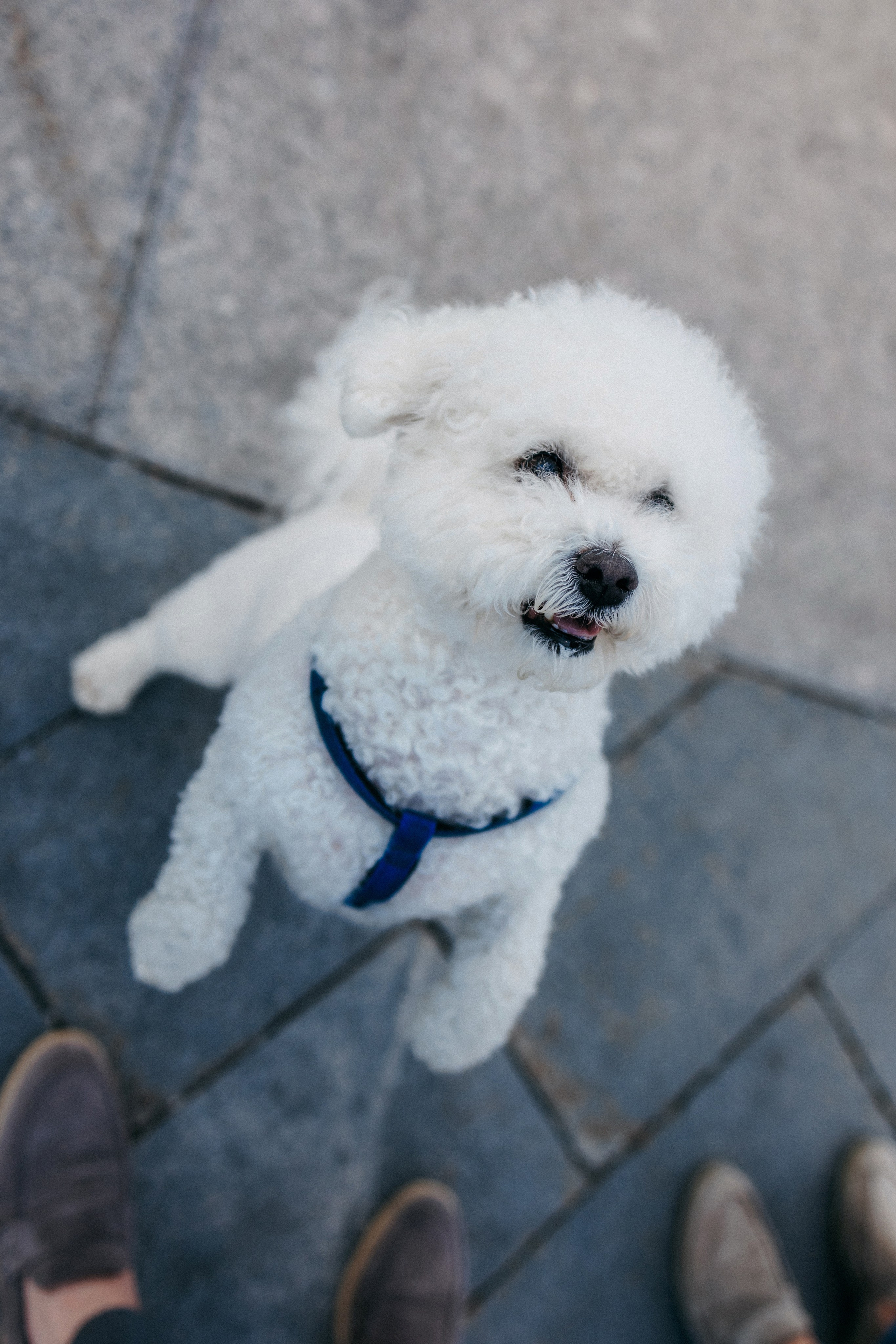 Марина, Данил и Бруно. Фотограф-анималист Елена Радченко, Москва