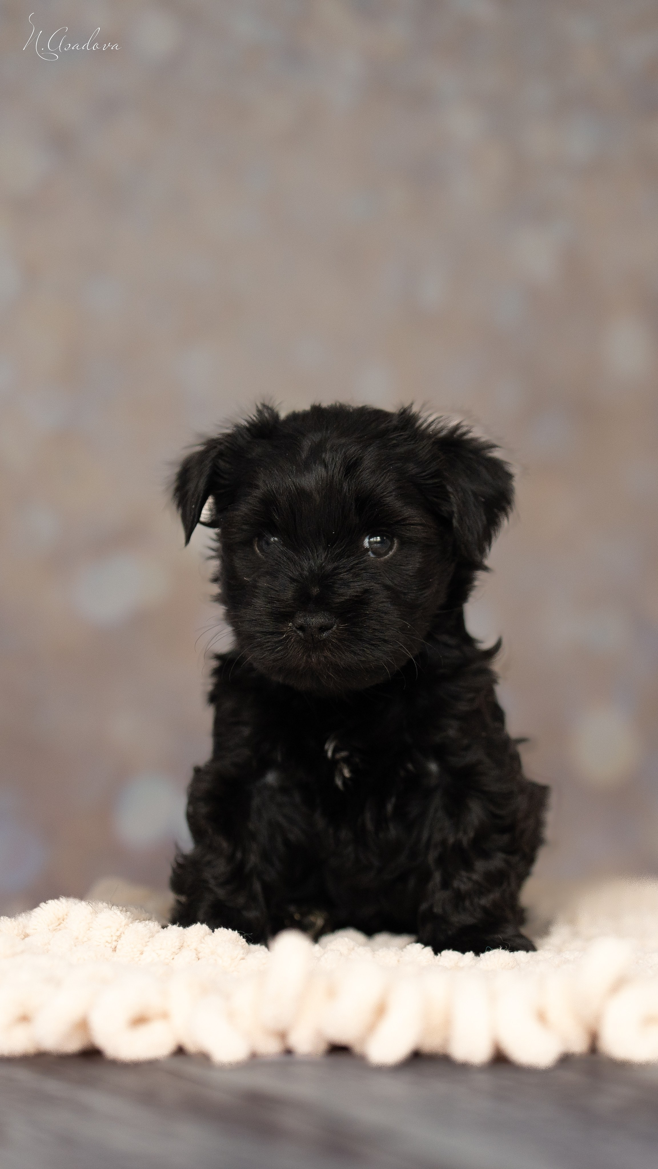 Тибетские терьеры 1мес. Фотограф-анималист Асадова