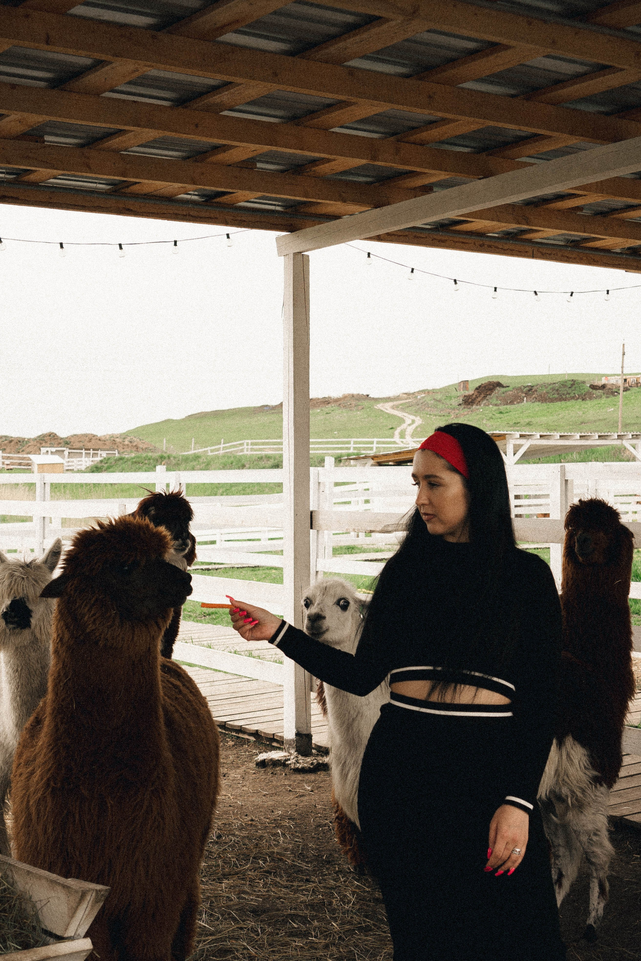 Ферма Альпак. Профессиональный фотограф, Санкт-Петербург — Виктория Богомолова