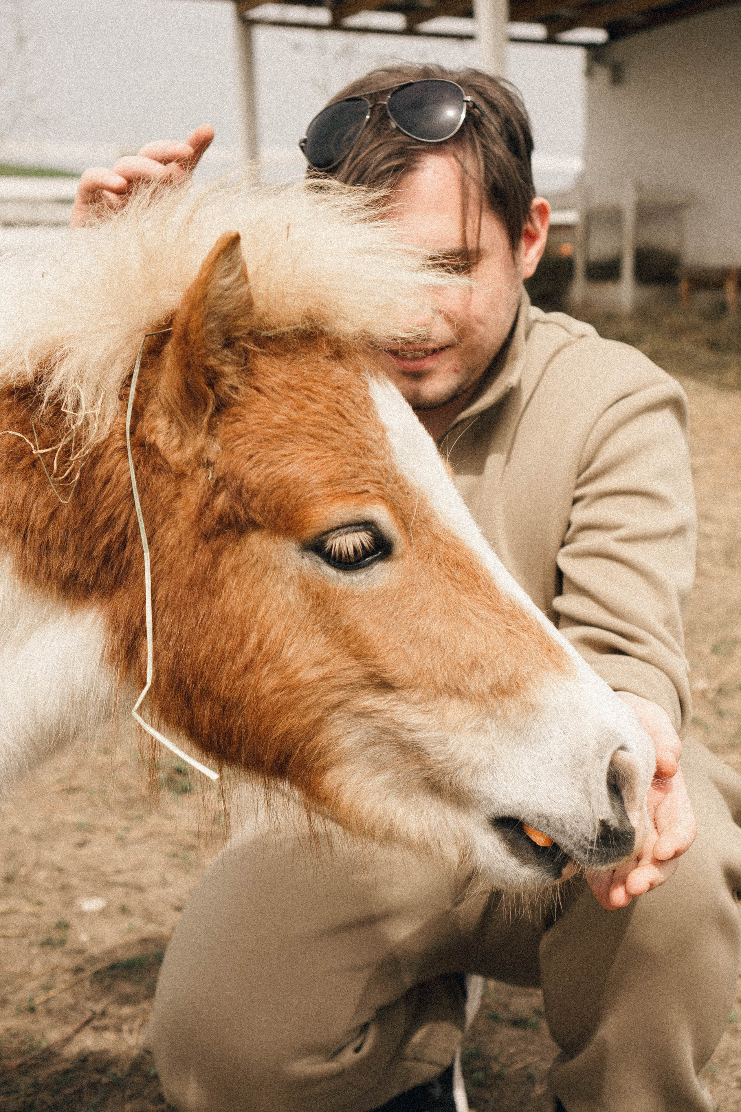 Ферма Альпак. Профессиональный фотограф, Санкт-Петербург — Виктория Богомолова