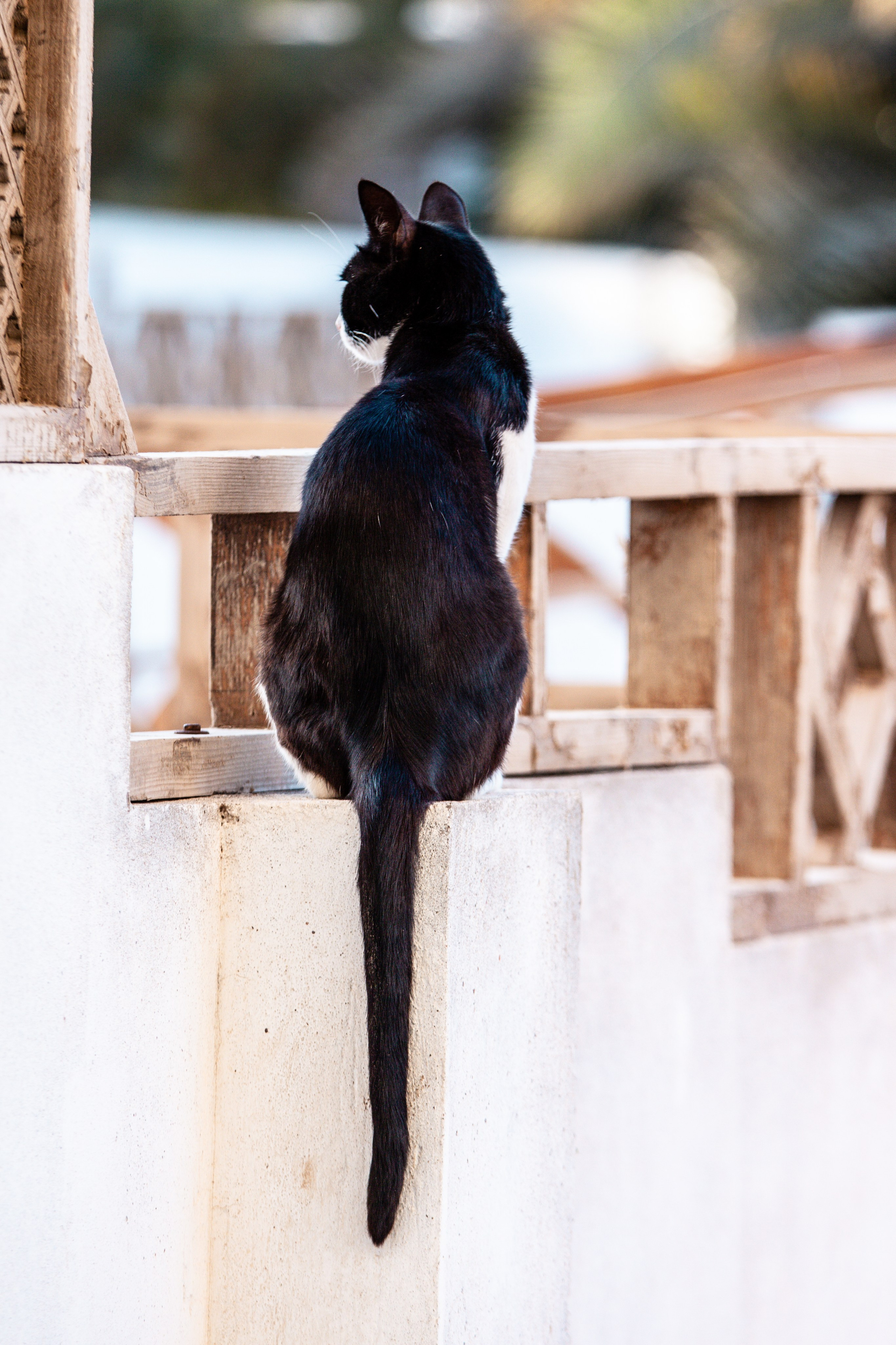 Рубрика Котиков. Дария Галямова — фотограф: открытый, творческий, коммерческий