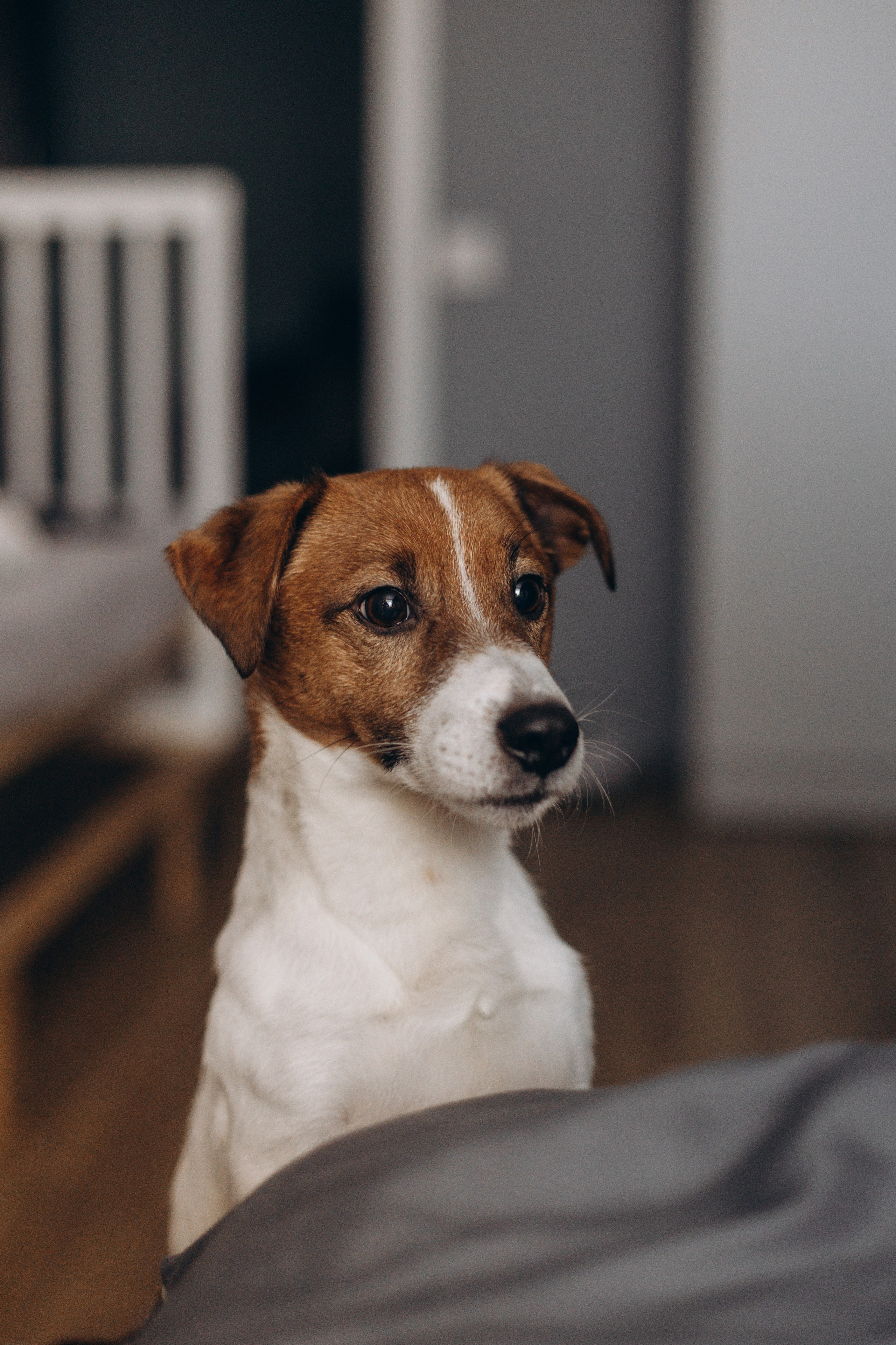 Джой и его семья. Фотограф — Анималист | Санкт-Петербург