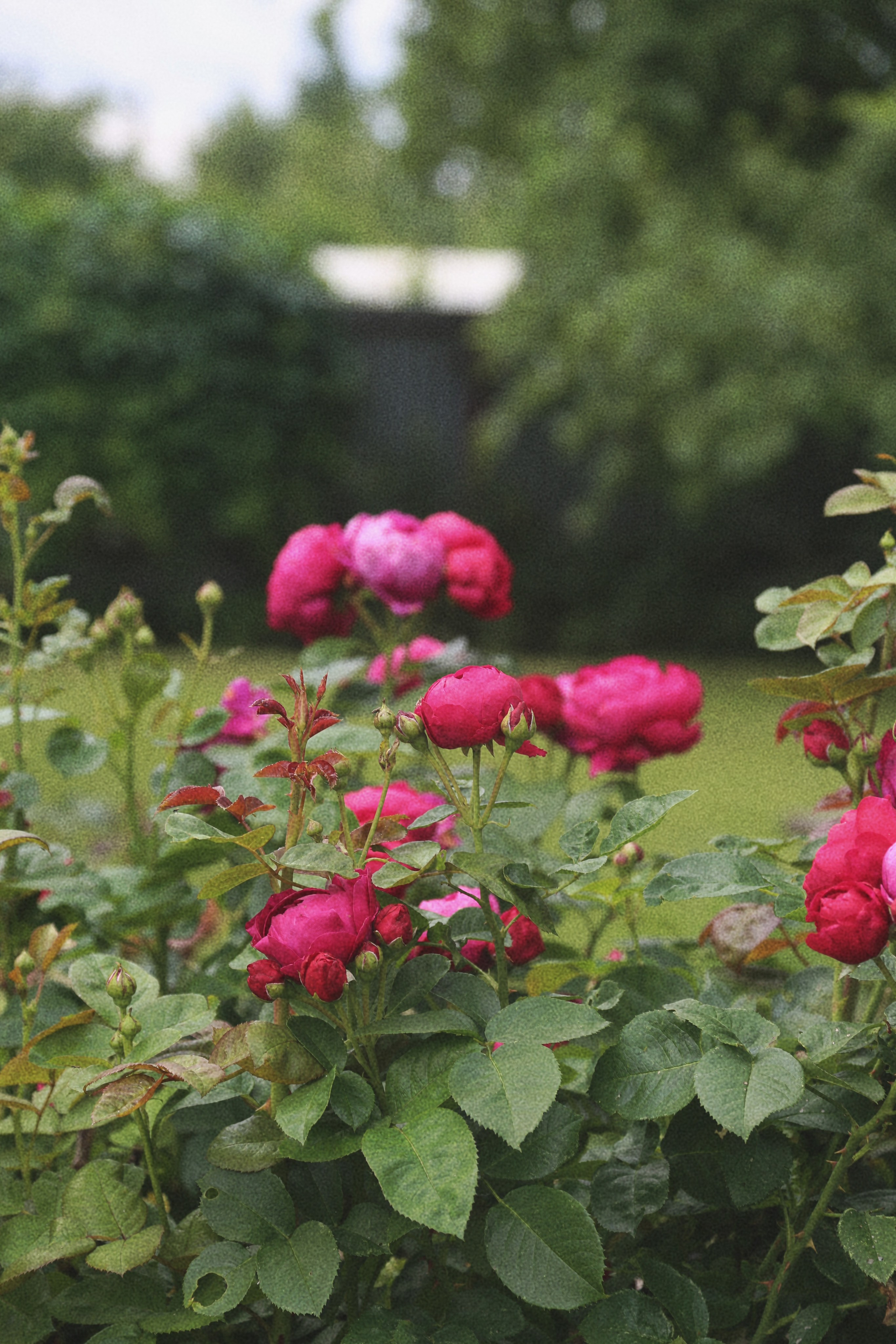 Проект Beauty Garden. Предметный фотограф в Москве Сидорова Ульяна.Предметная фотосъёмка