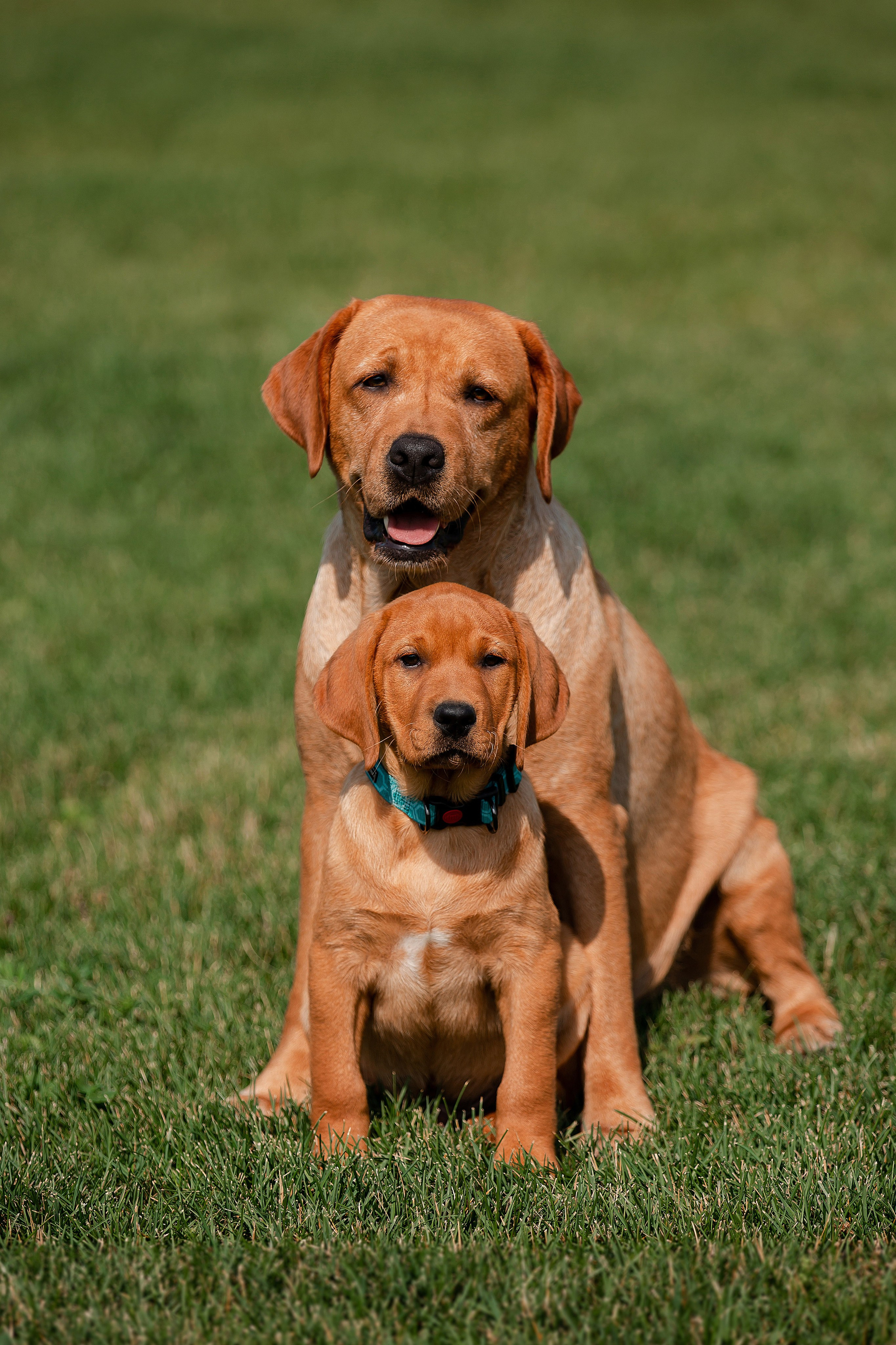 Экстерьерная съёмка Краснодар. Фотограф-анималист в Краснодаре Маша Мельникова