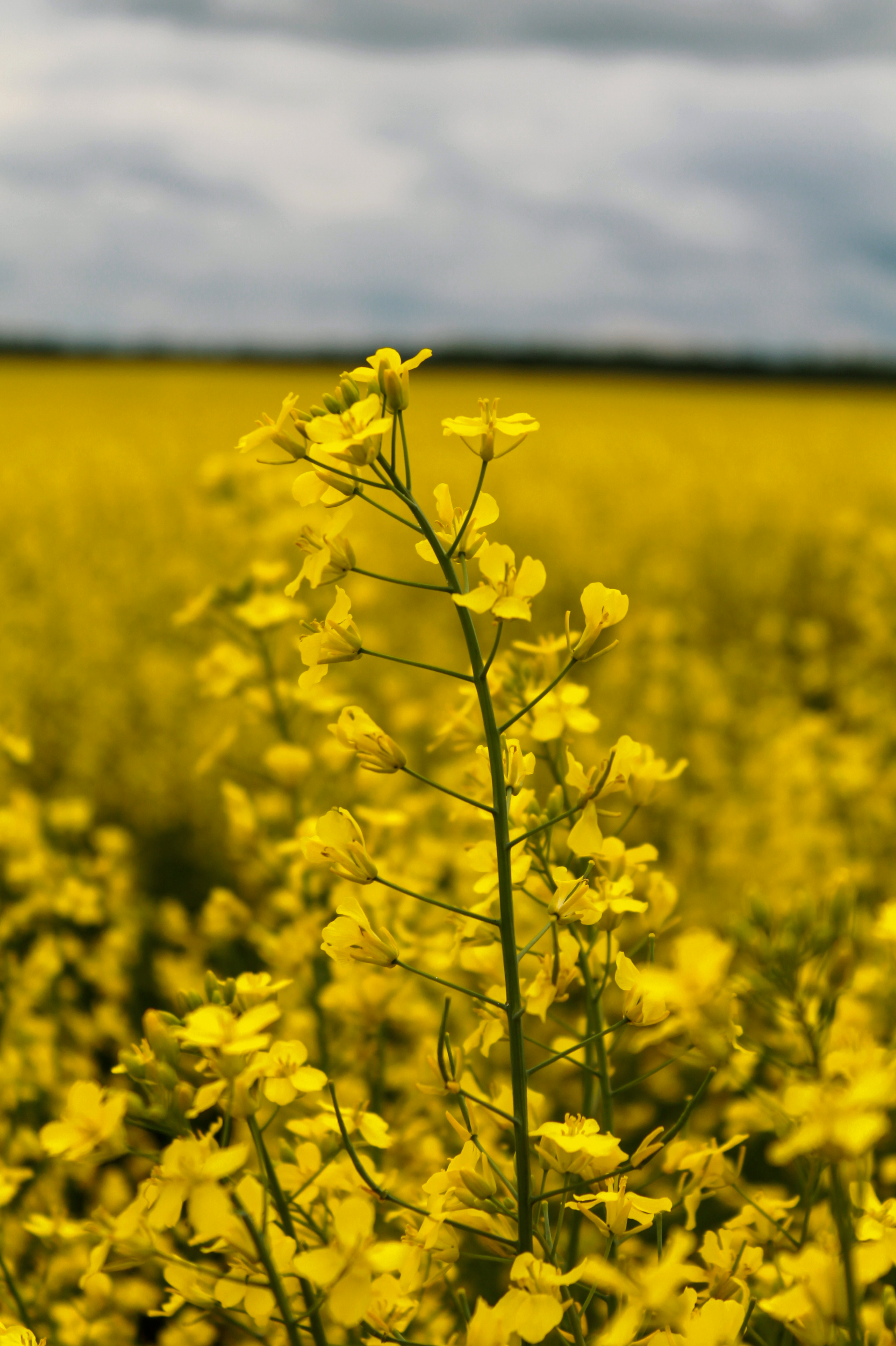 18.07.2022 | Красноярский край. Kuznetsov | Фотограф в Красноярске