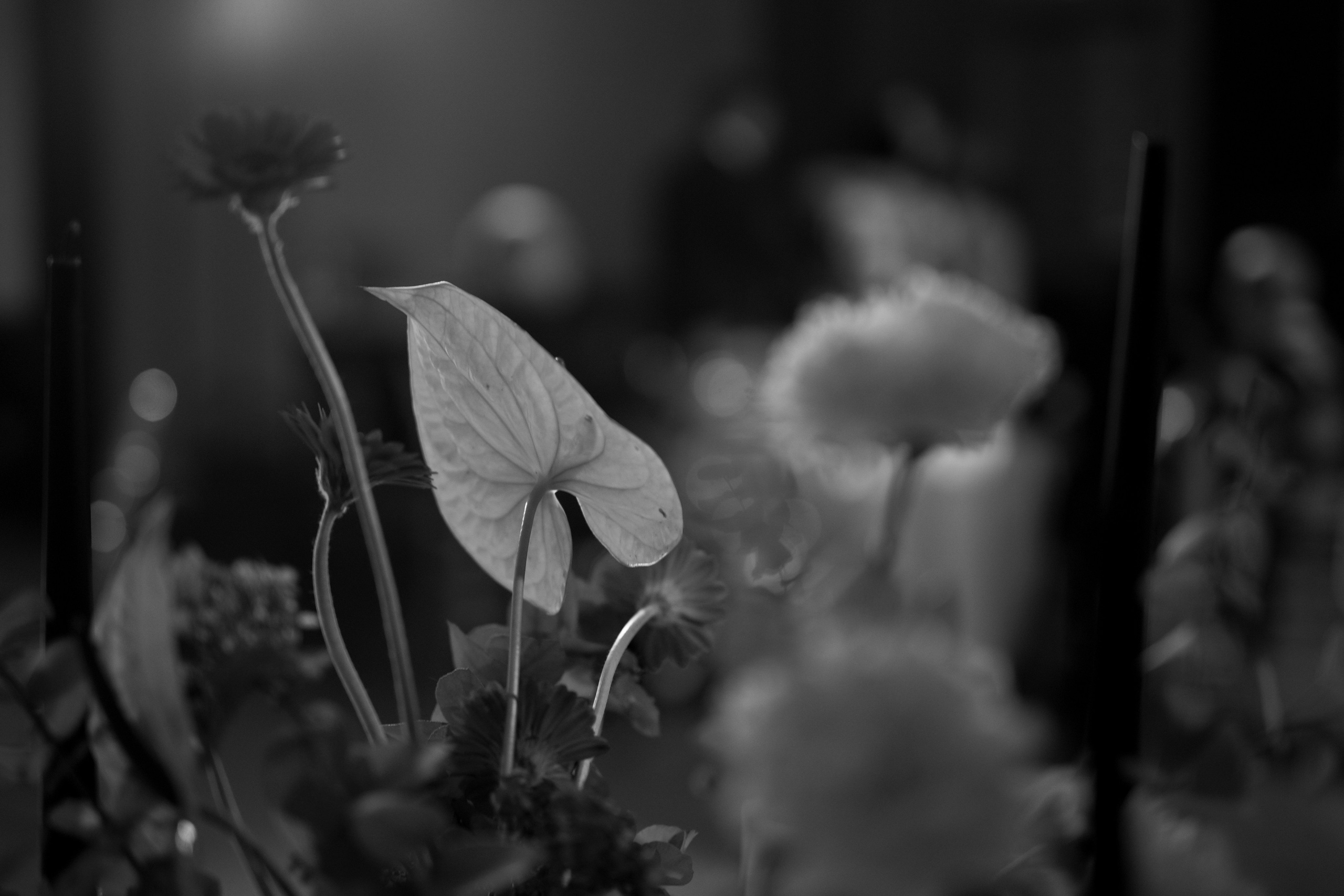 Валерия и Денис. Свадебный фотограф Марина Попова