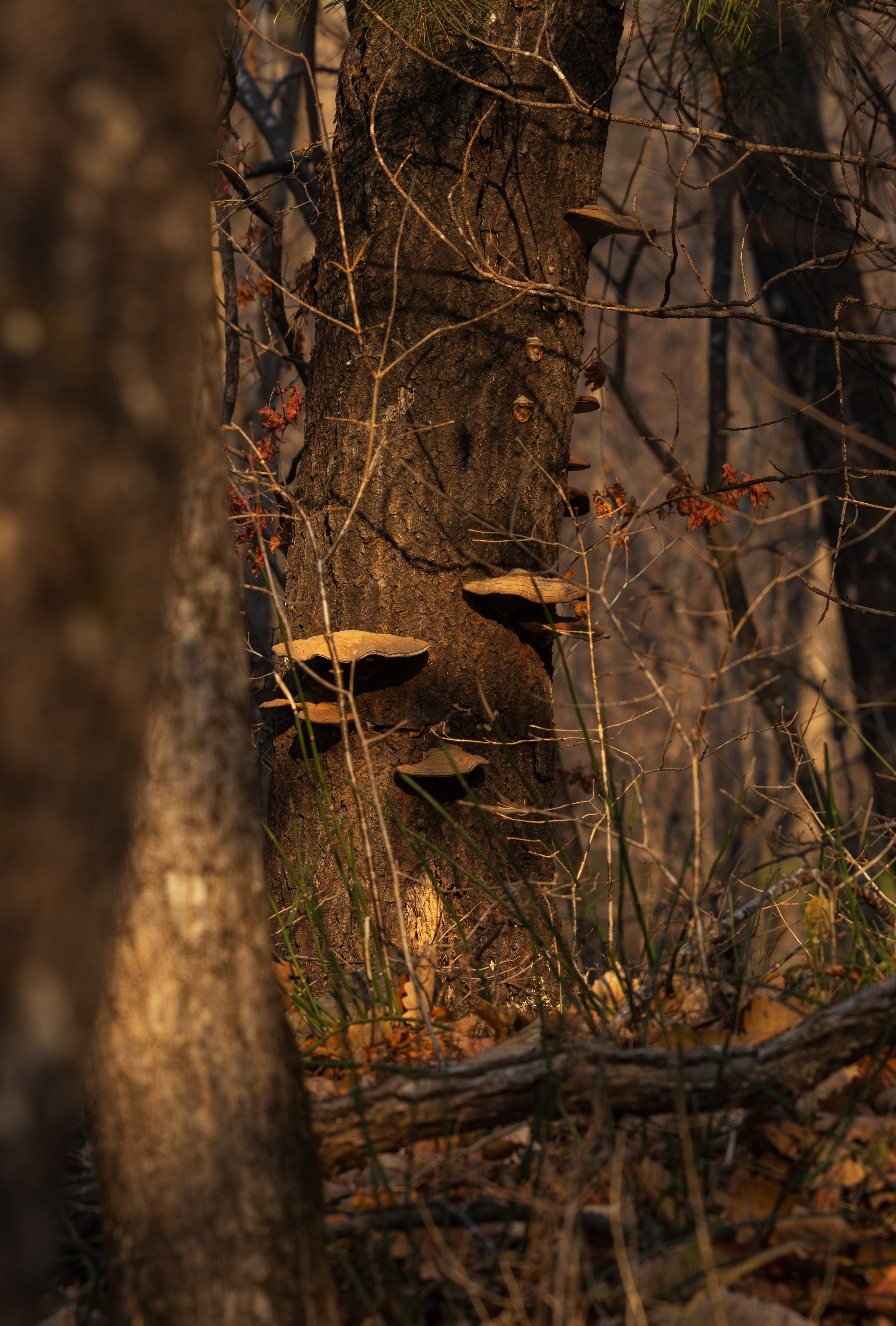 Маруськины слёзы. Константин Кириченко