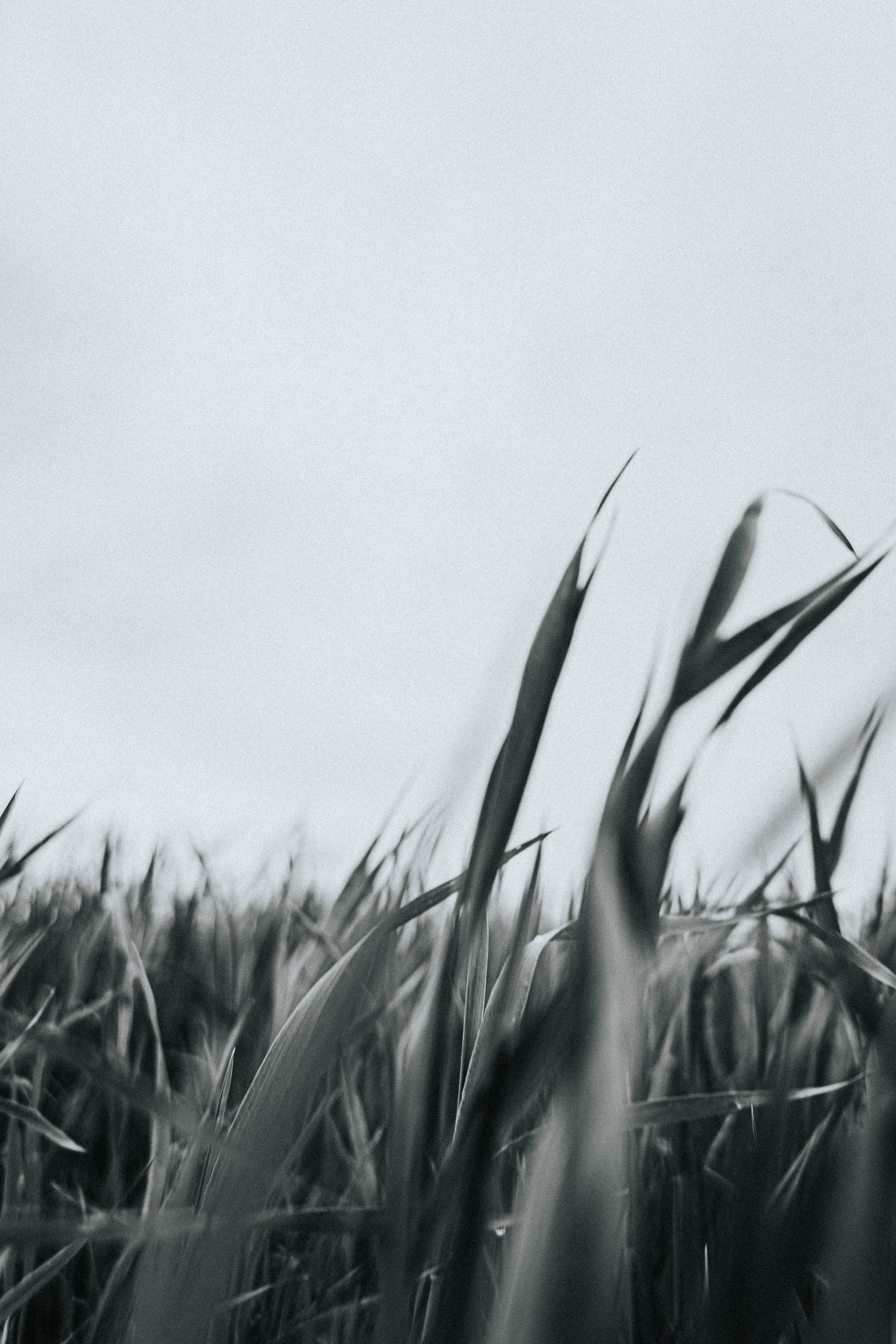 Ирина. Травушка. Фотограф в Нижнем Новгороде