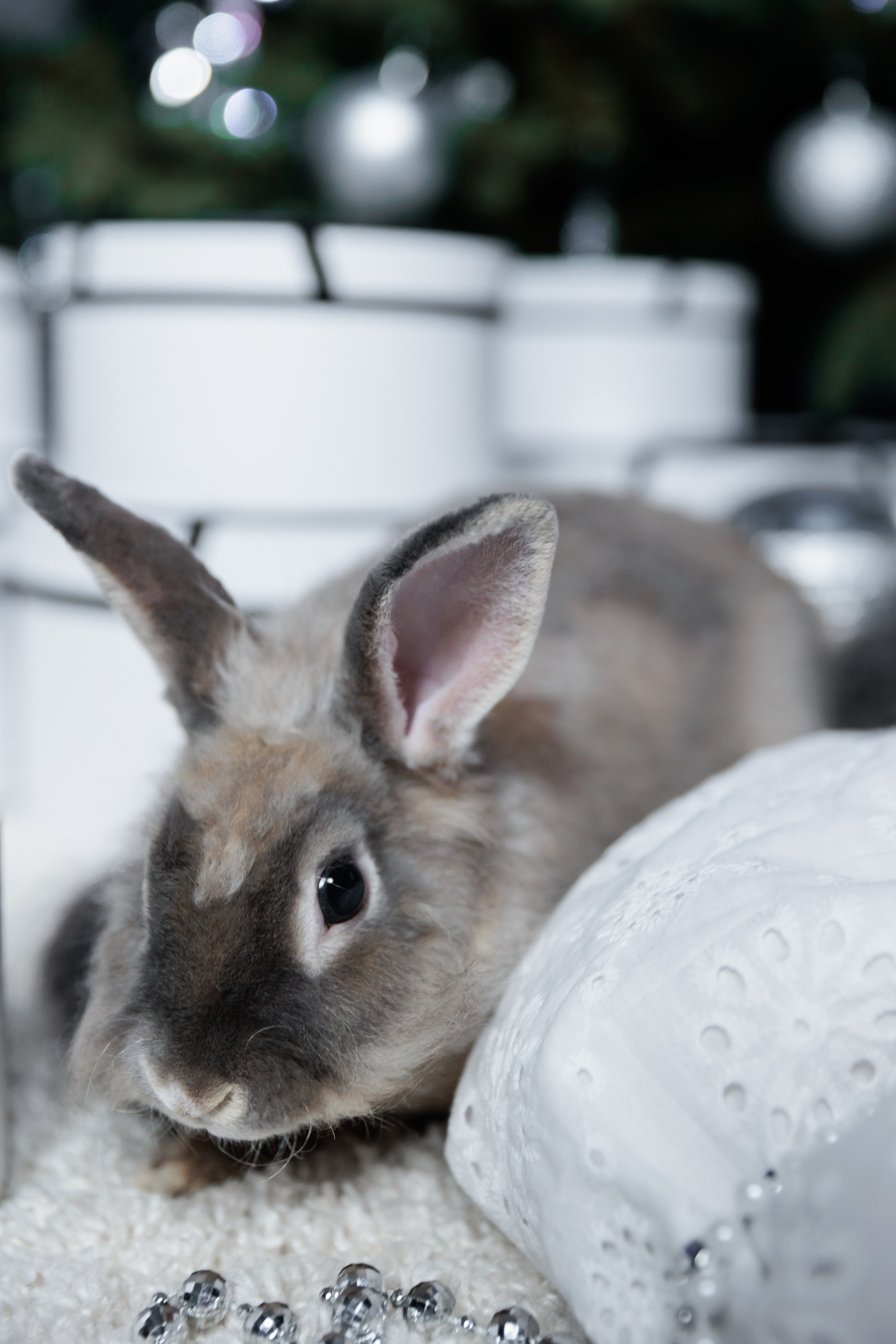 РОЖДЕСТВО. Фотограф семейных, детских, репортажных съёмок г. Уссурийск-Владивосток