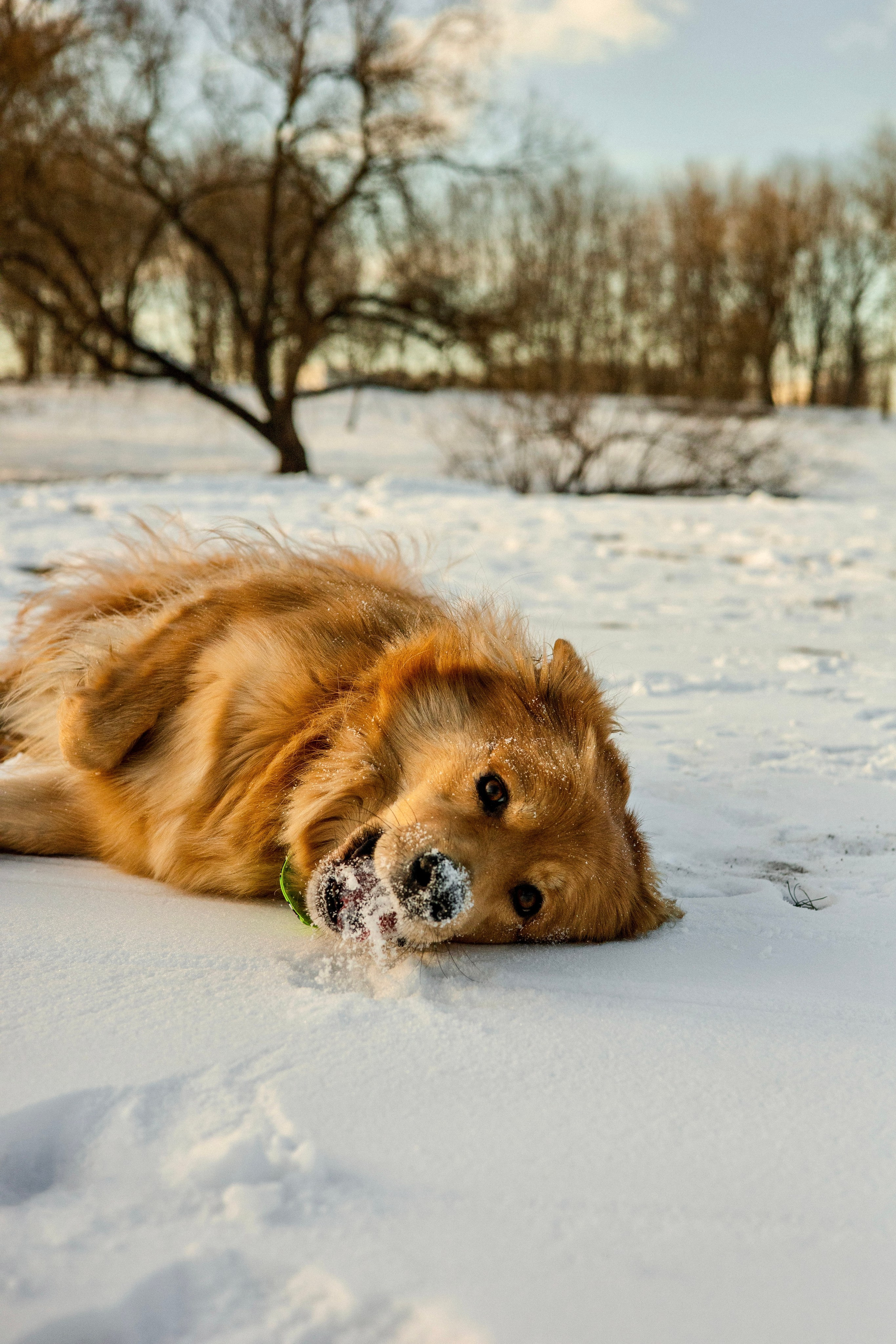 Рыж и Яна. Фотограф-анималист Ксения Шевцова|Москва