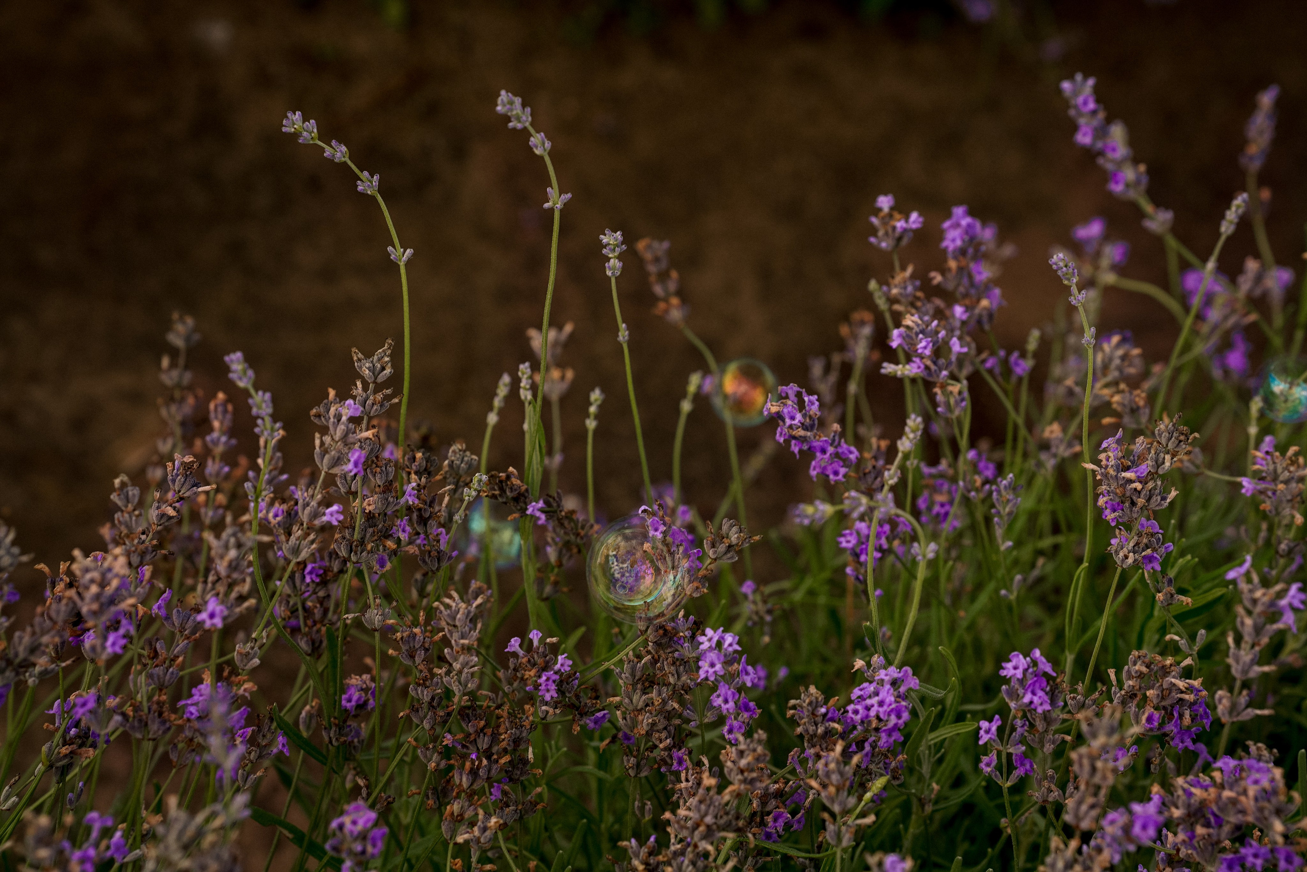 Юлия и Алиса. Фотограф Санкт-Петербург/Гомель Виктория Петрова