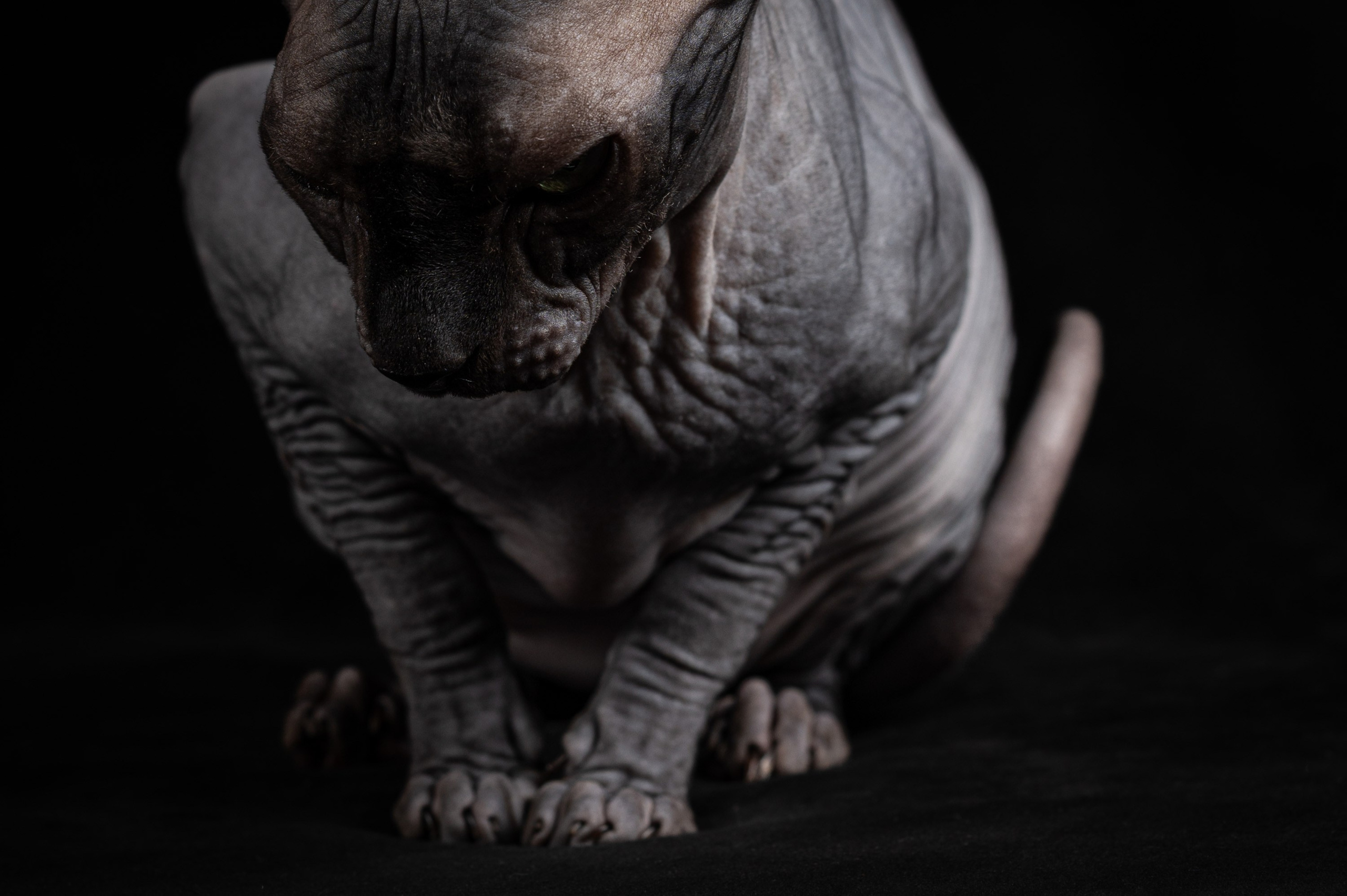 Животные. Alexandrovna photography