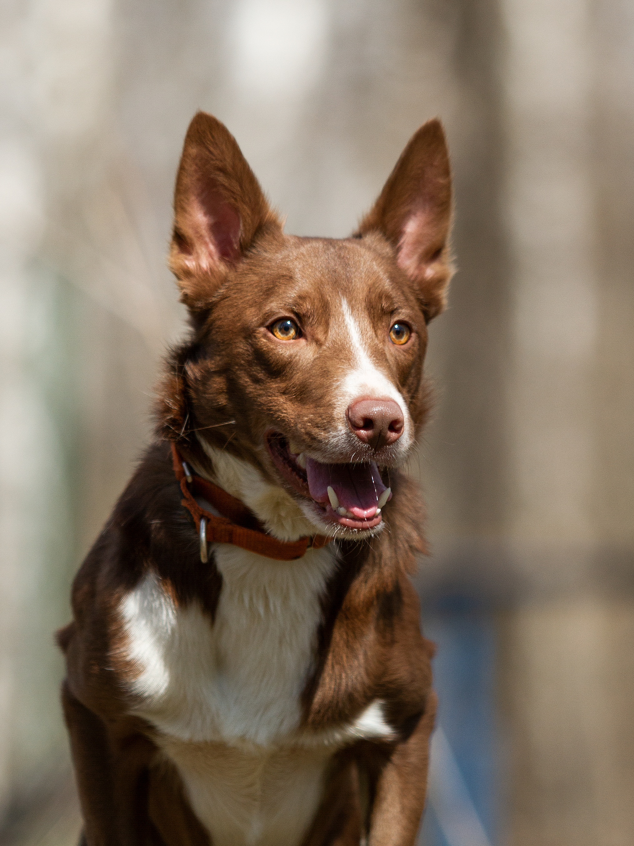 Собаки. Фотограф-анималист в Москве и МО Самойлова Марина