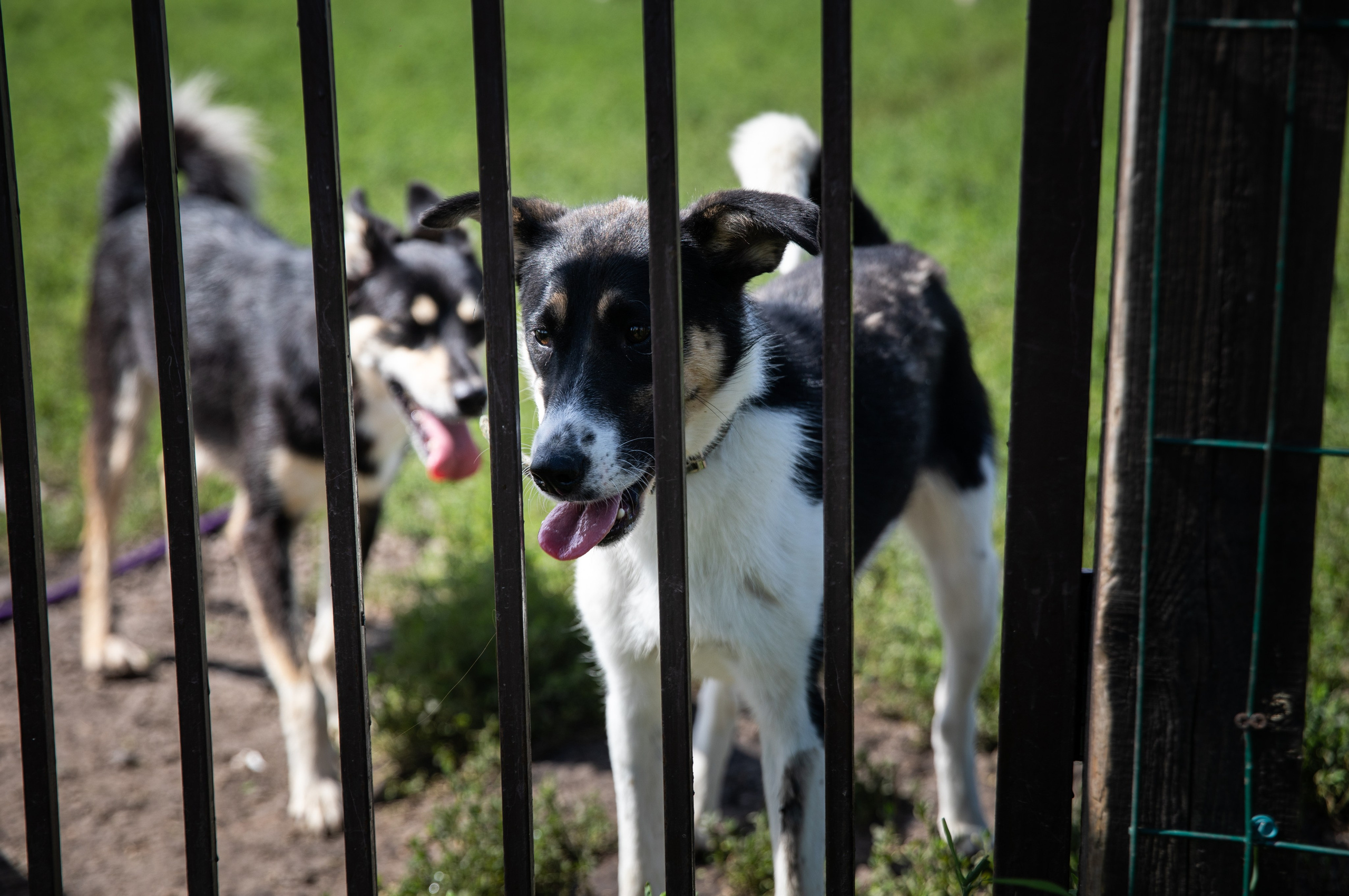 Приют — Наш дом. Репортажный и свадебный фотограф в Челябинске Елисеев Павел