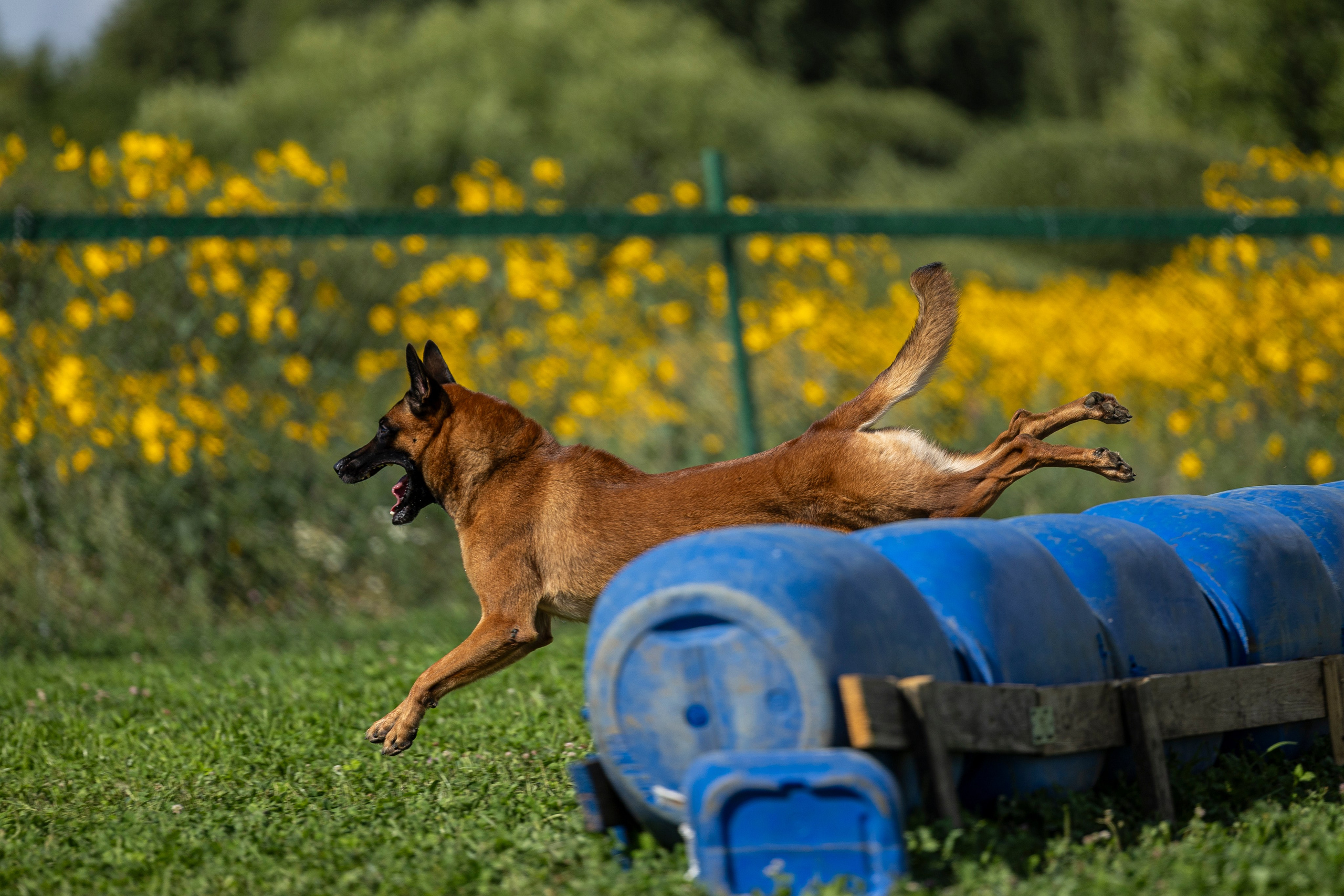 Соревнования по Мондьорингу г. Вологда 10-11.08.2024. Фотограф-анималист Анна Маринич