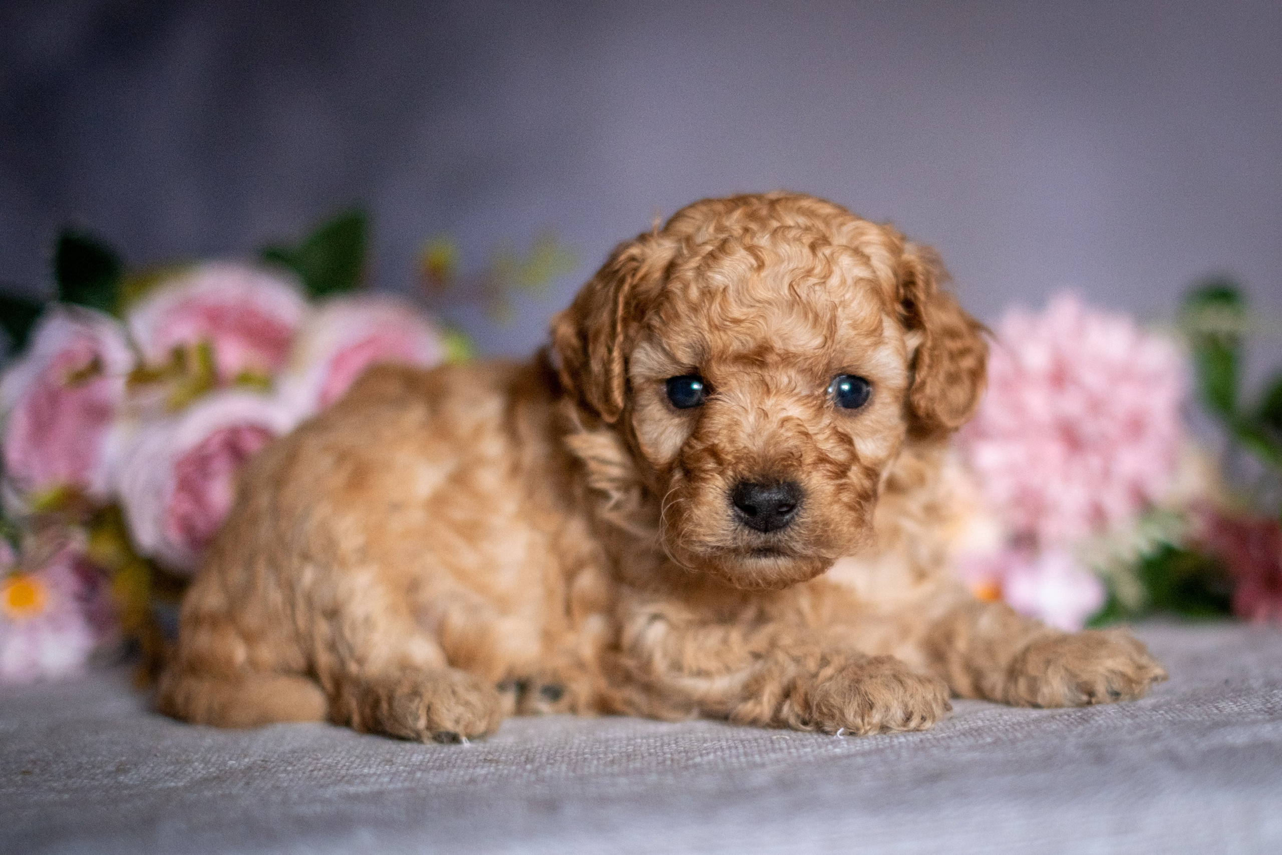 Веселая компания для Аллы) французы флаффи, пудели, ориенталы. Зоофотограф, фотограф животных в Москве и области Дина Дамоцева