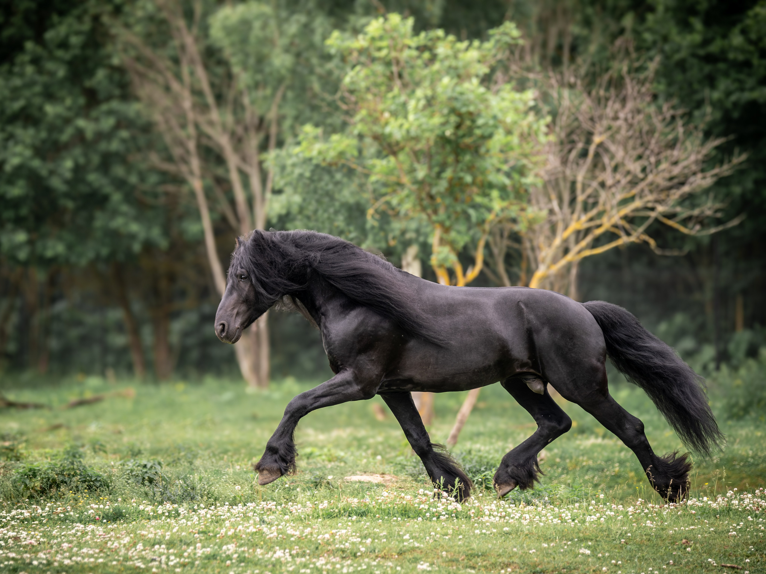 Жеребец фризской породы. Зоофотограф, фотограф животных в Москве и области Дина Дамоцева