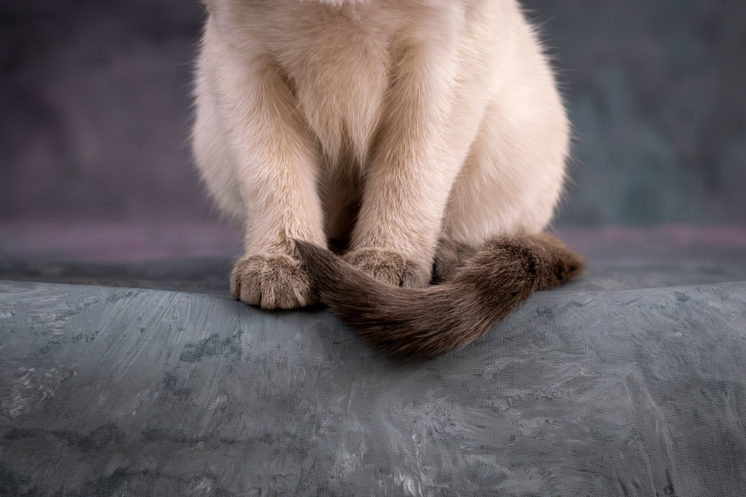 Тайские котята для Никиты и Ольги. Зоофотограф, фотограф животных в Москве и области Дина Дамоцева