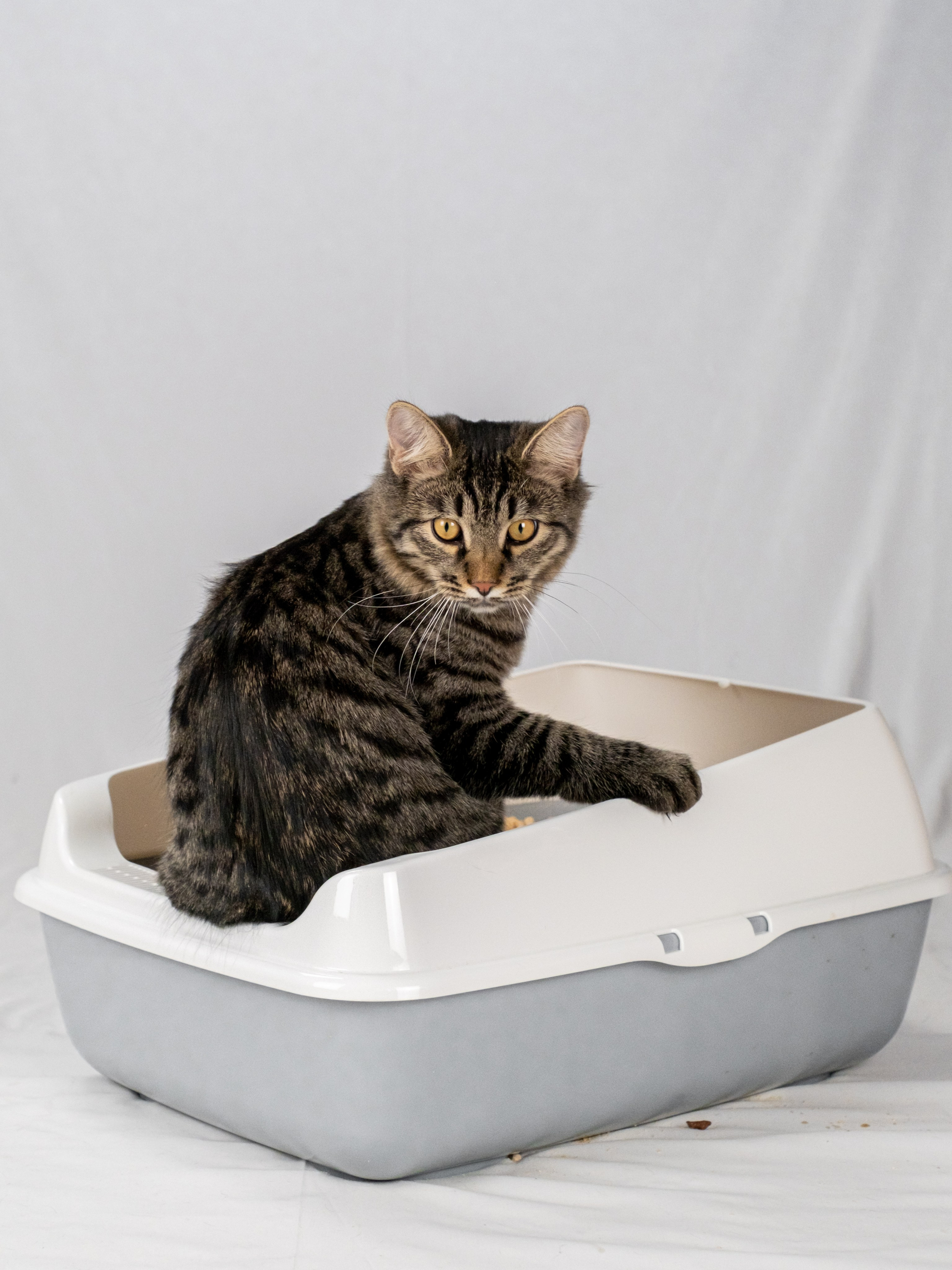 Древесный наполнитель для кошек, для Анастасии!. Зоофотограф, фотограф животных в Москве и области Дина Дамоцева