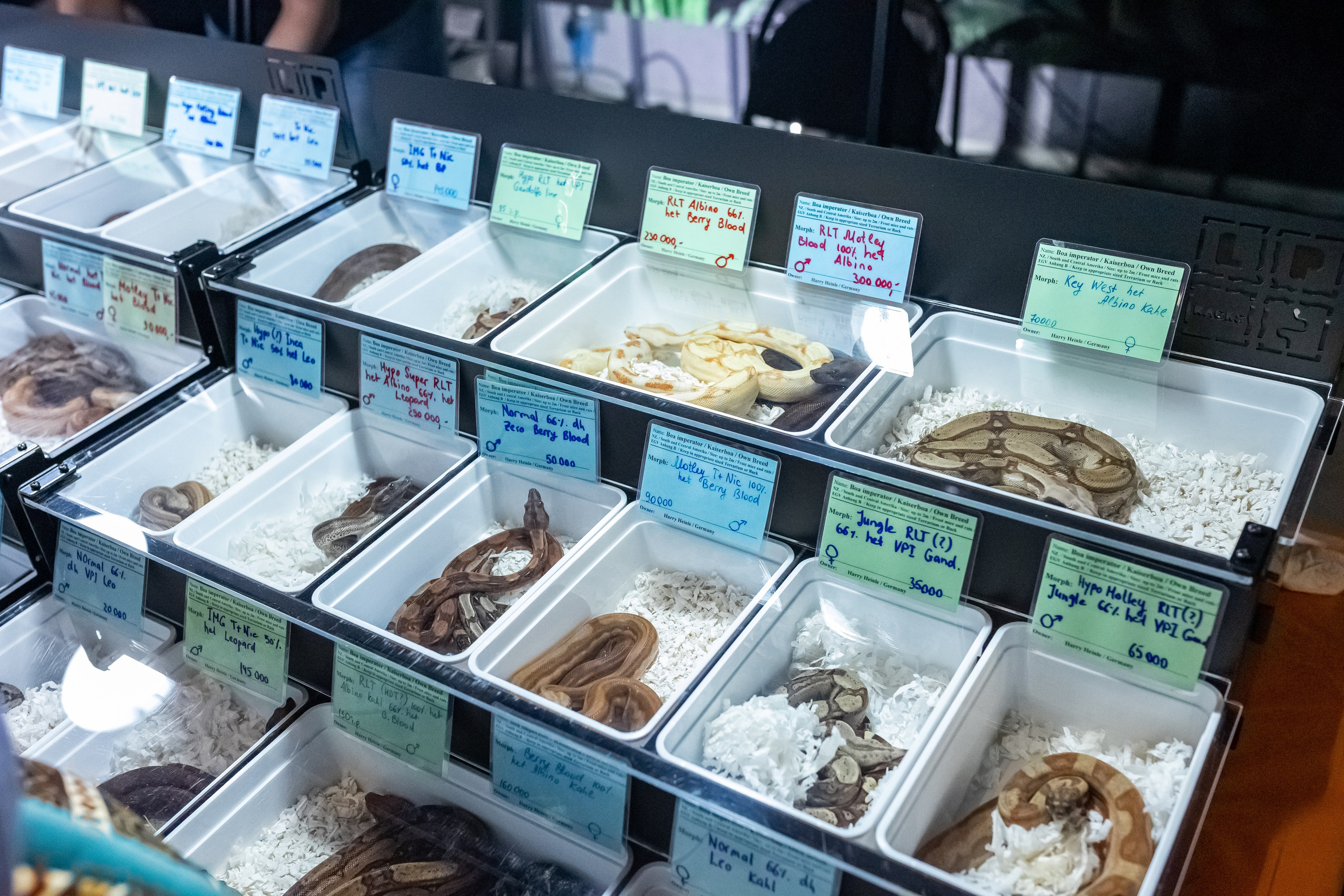 Рептилиум 2024. Александра Куликова фотограф, Москва