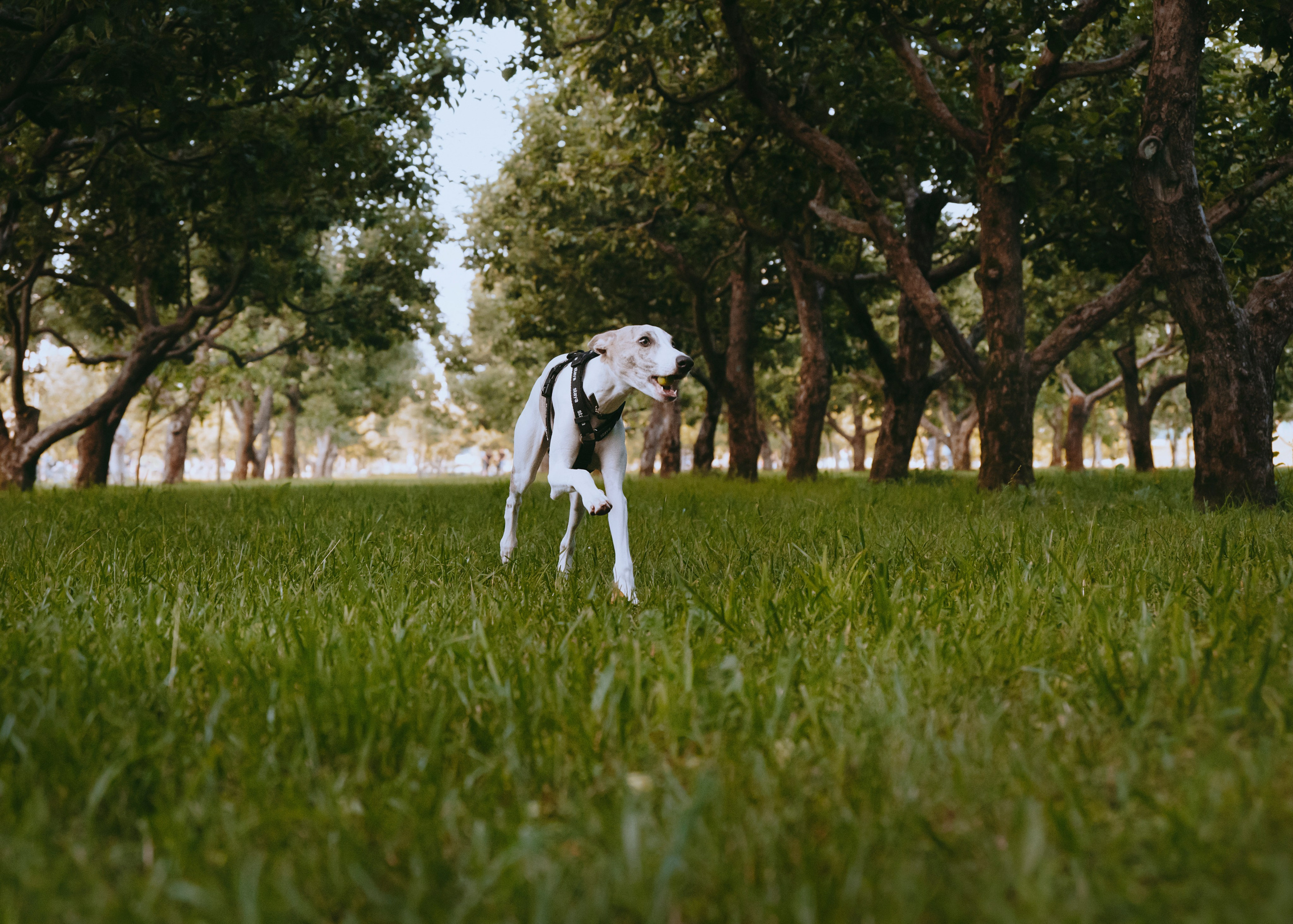 Ветка. Фотограф- анималист Александра Матвеева