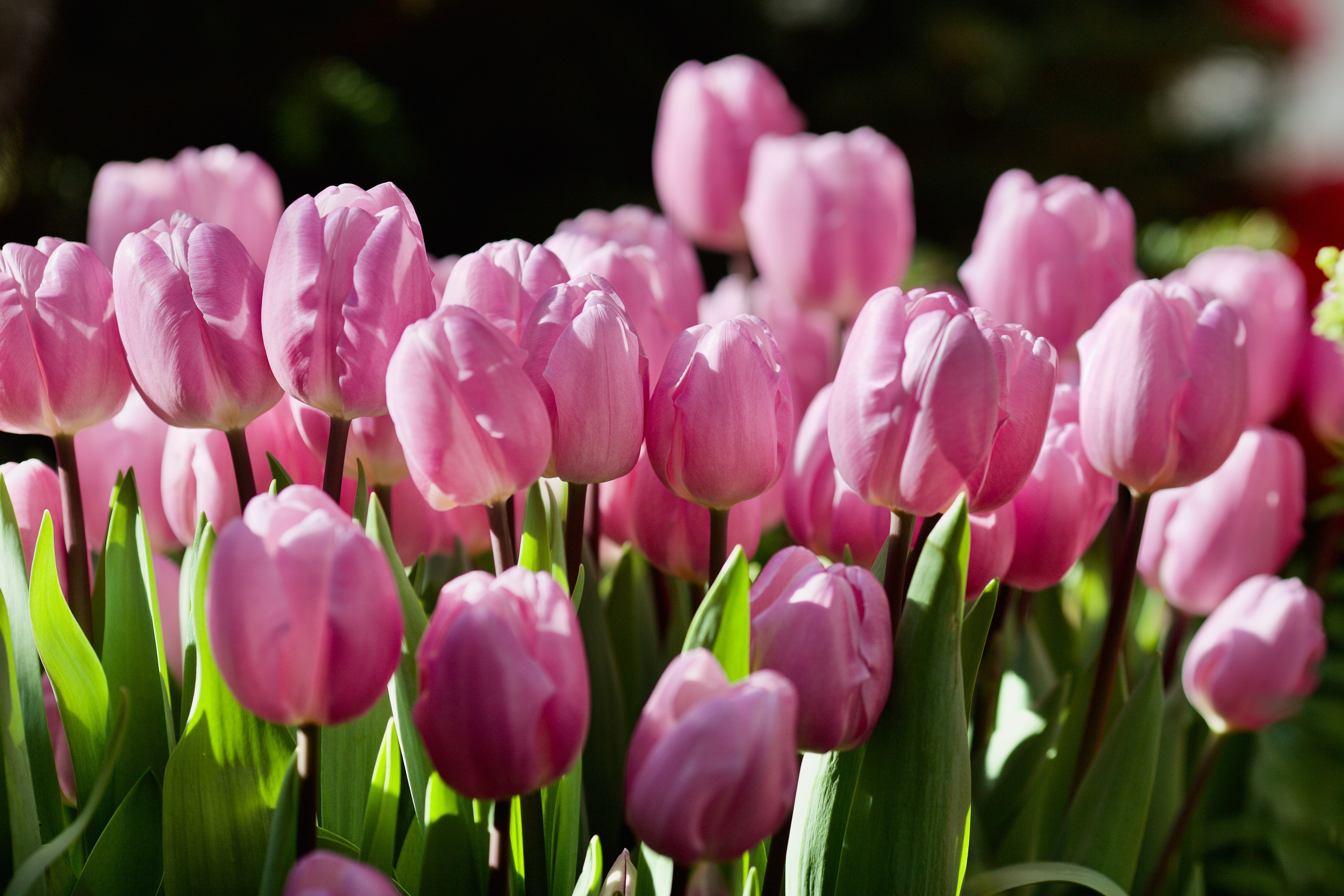 Чудесная природа. Школьные выпускные альбомы в Москве Марина Николаева
