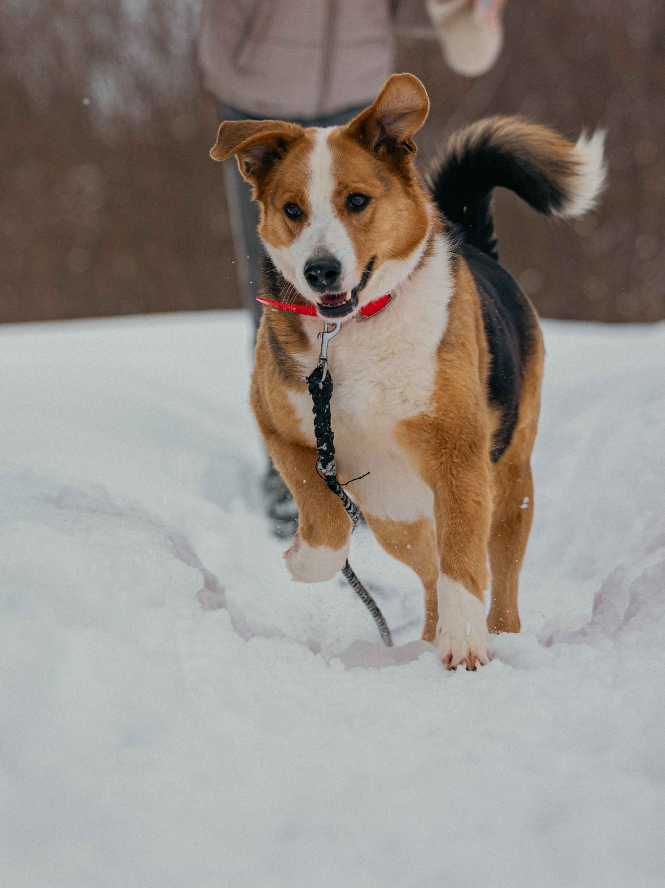 Петя. Фотограф-анималист в Москве Лера Черноног
