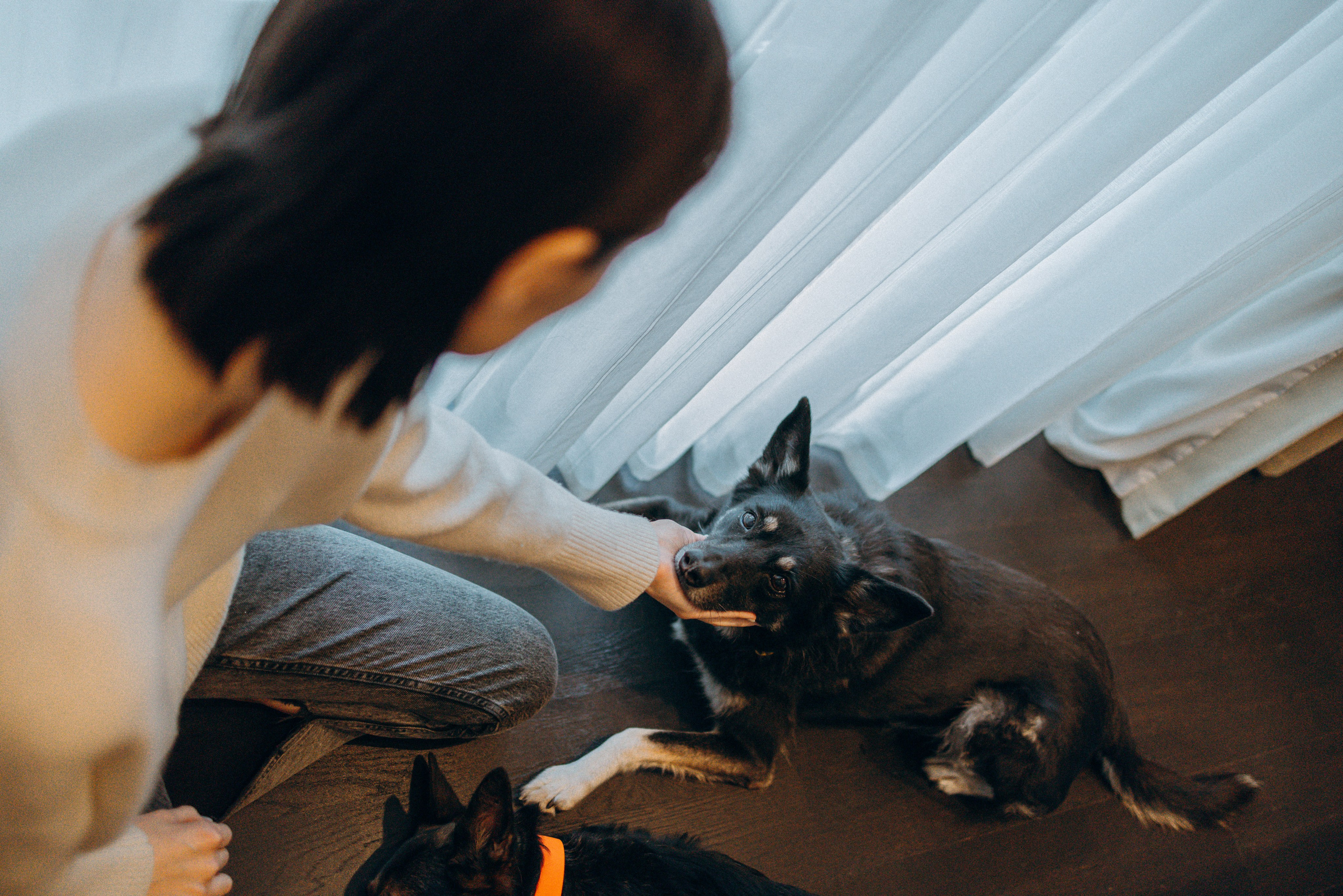 Ника, Матиша и Герда. Фотограф-анималист в Москве Лера Черноног