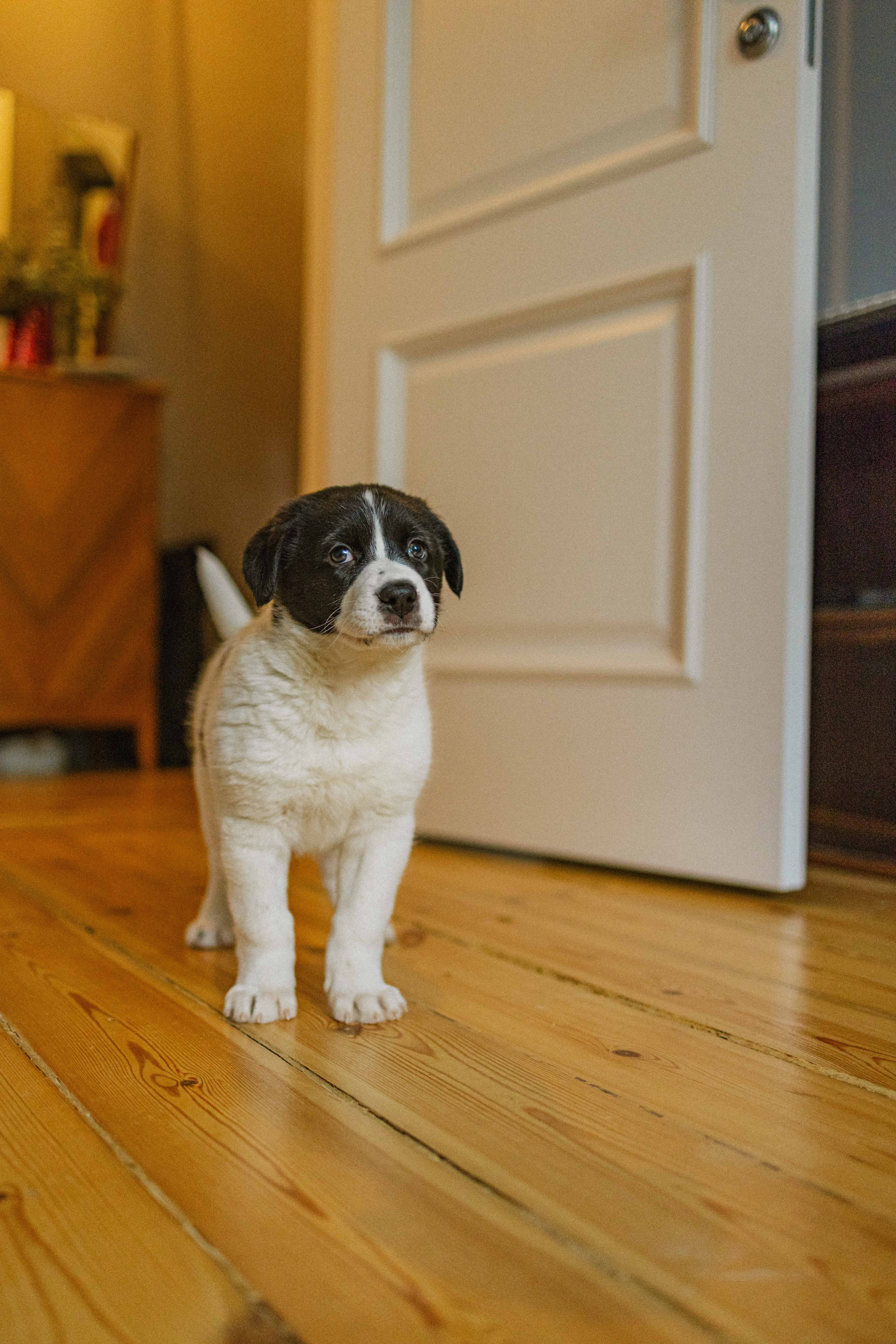 Щеночки. Фотограф-анималист в Москве Лера Черноног