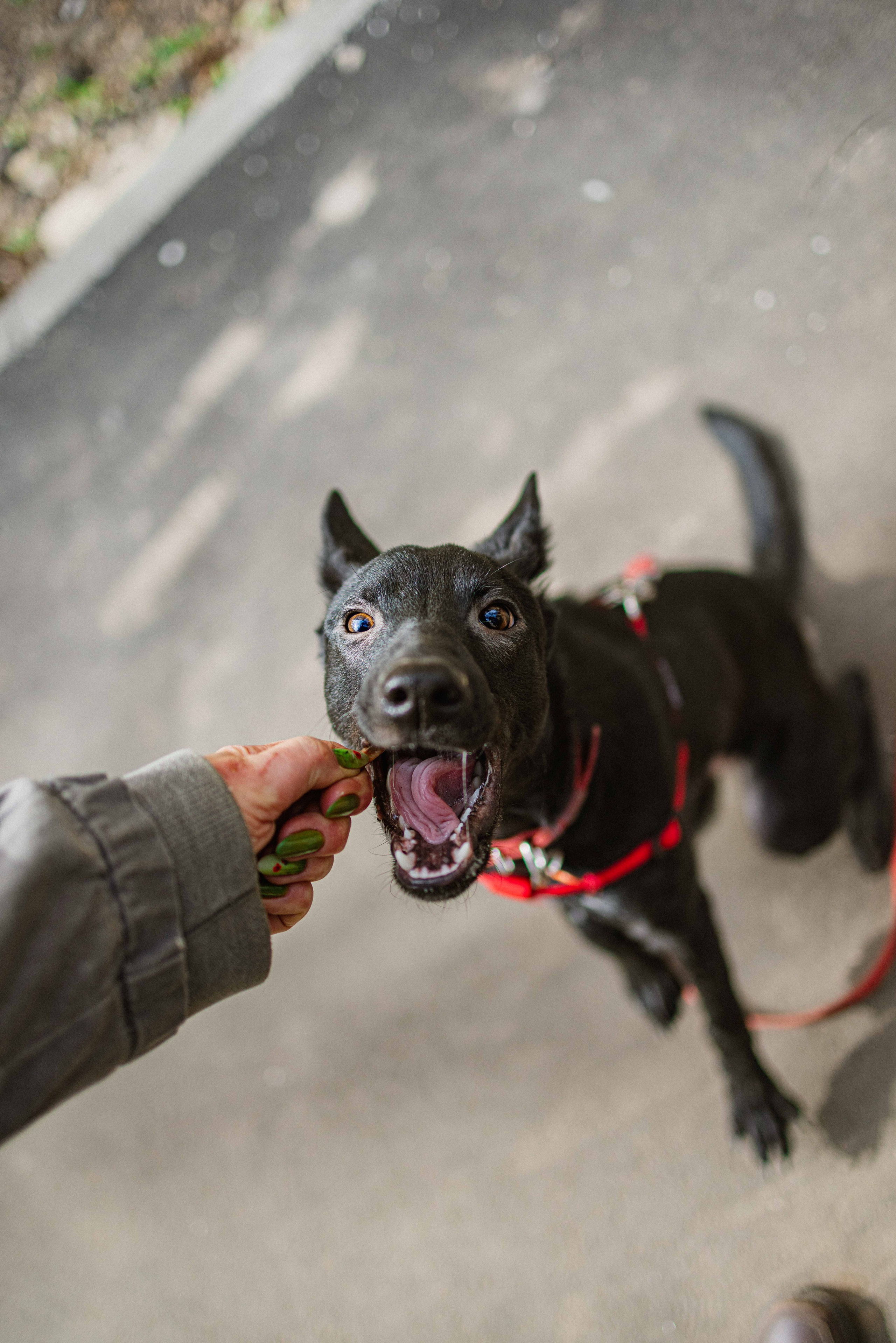 Булька. Фотограф-анималист в Москве Лера Черноног