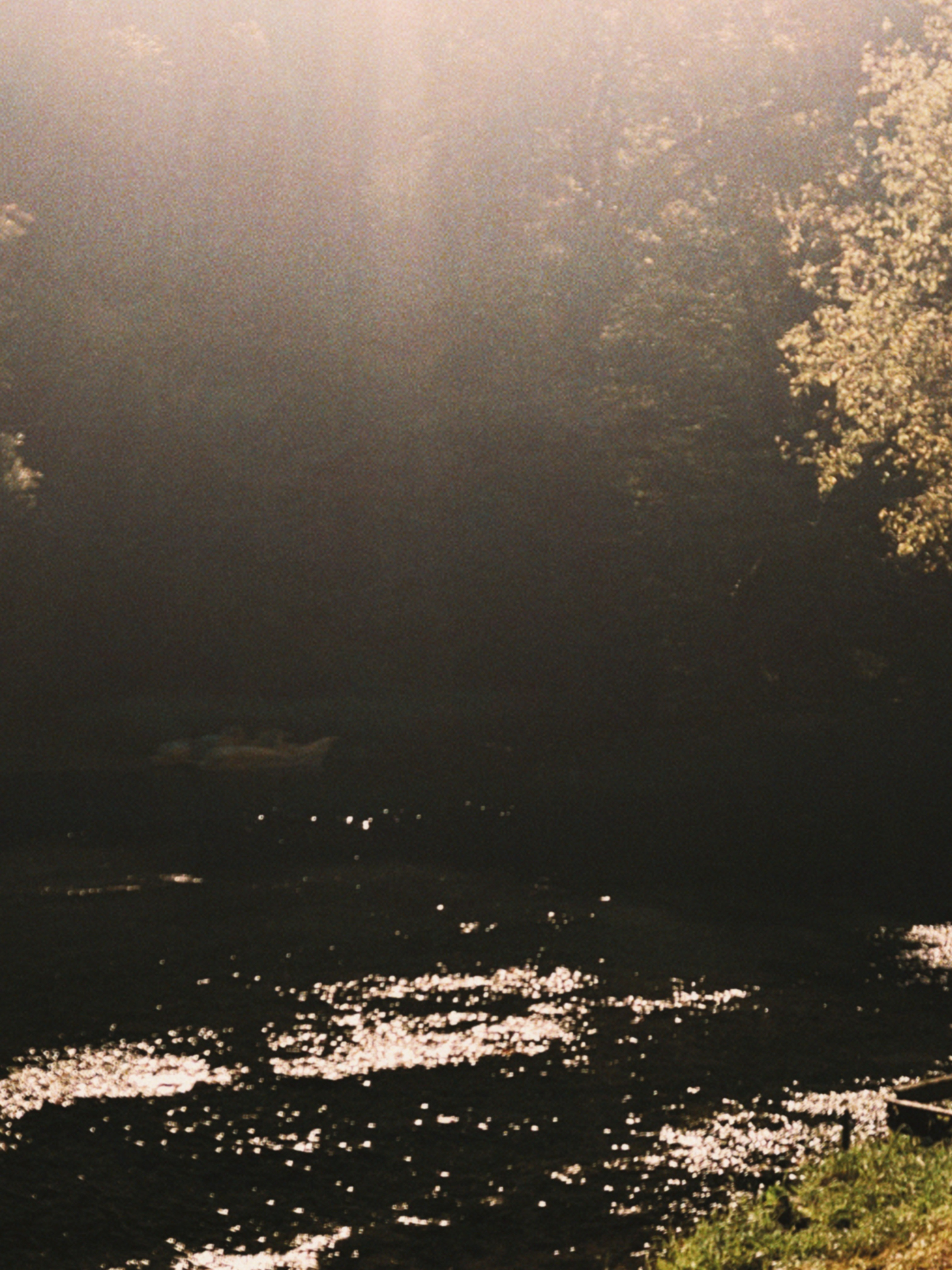 SUN. Виолетта Скрипка