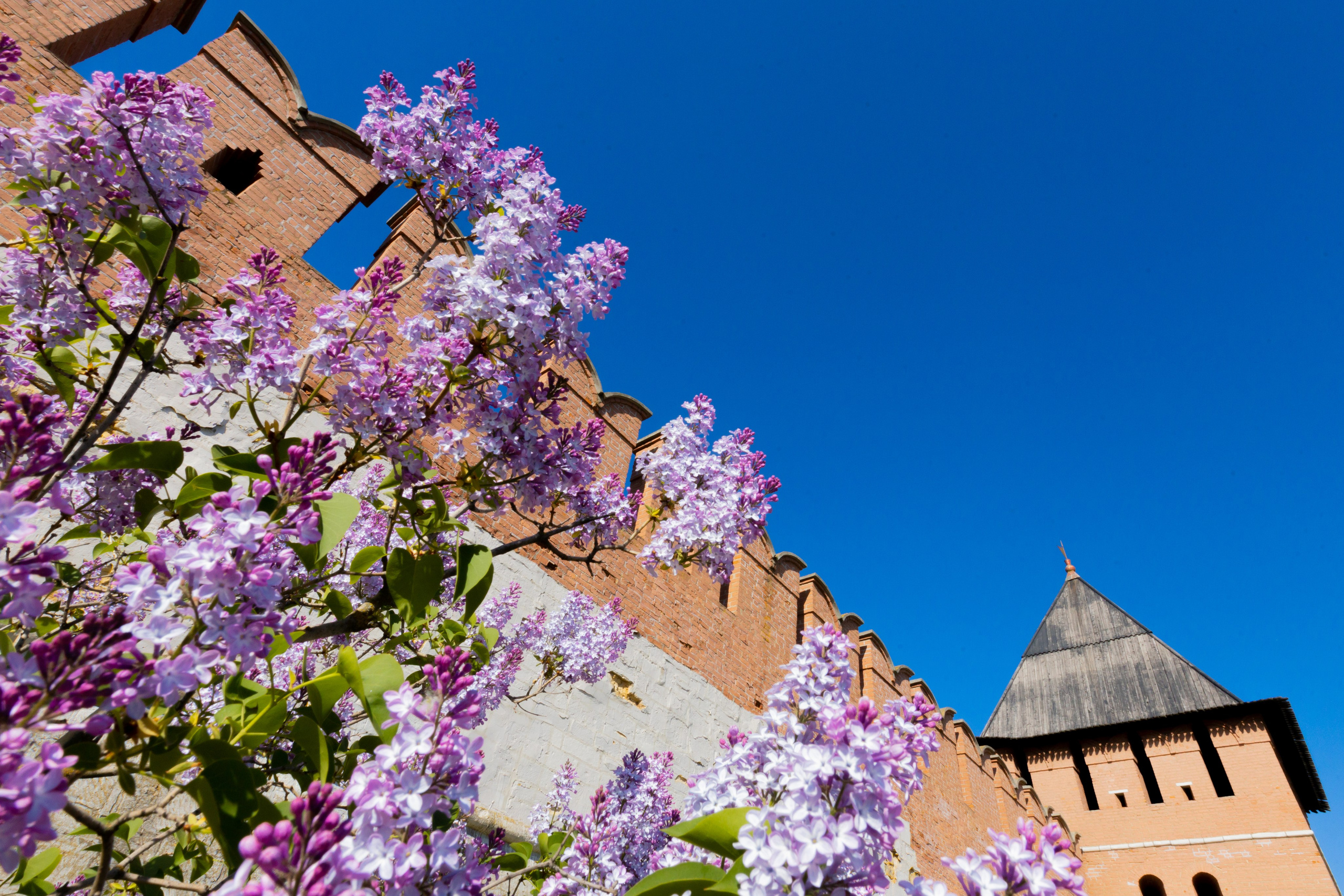 Весеннее цветение в Туле. Фотограф в Туле Крупский АнДРей. Фотостудия «КАДР71» в Туле