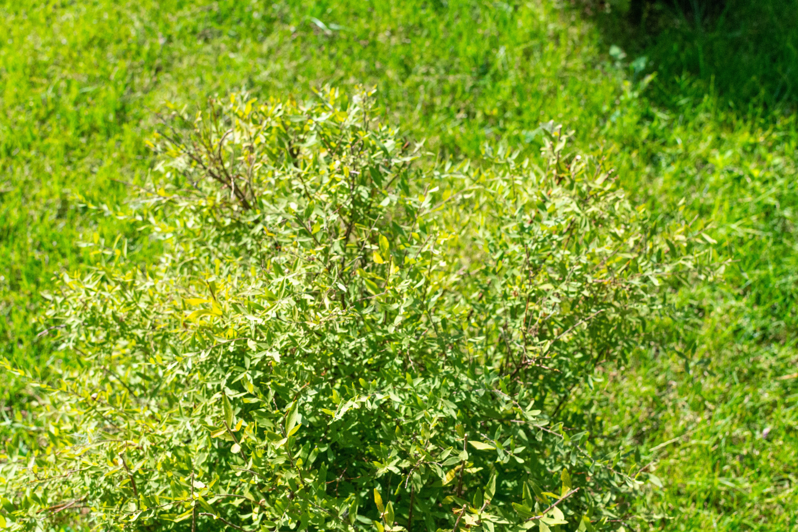 Тульская областная онкологическая больница (лето-цветы, NIKON D3100 35 мм F1,8)). Фотограф в Туле Крупский АнДРей. Фотостудия «КАДР71» в Туле