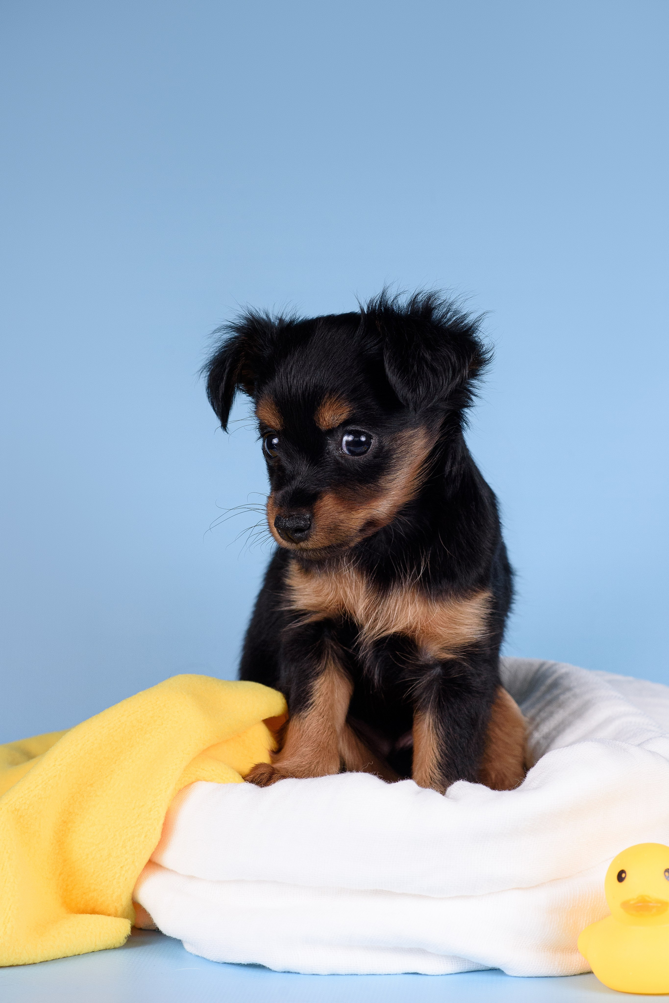 Щенки Пражских крысариков -13.04.2024. Фотограф — Анималист | Анна Абрамова