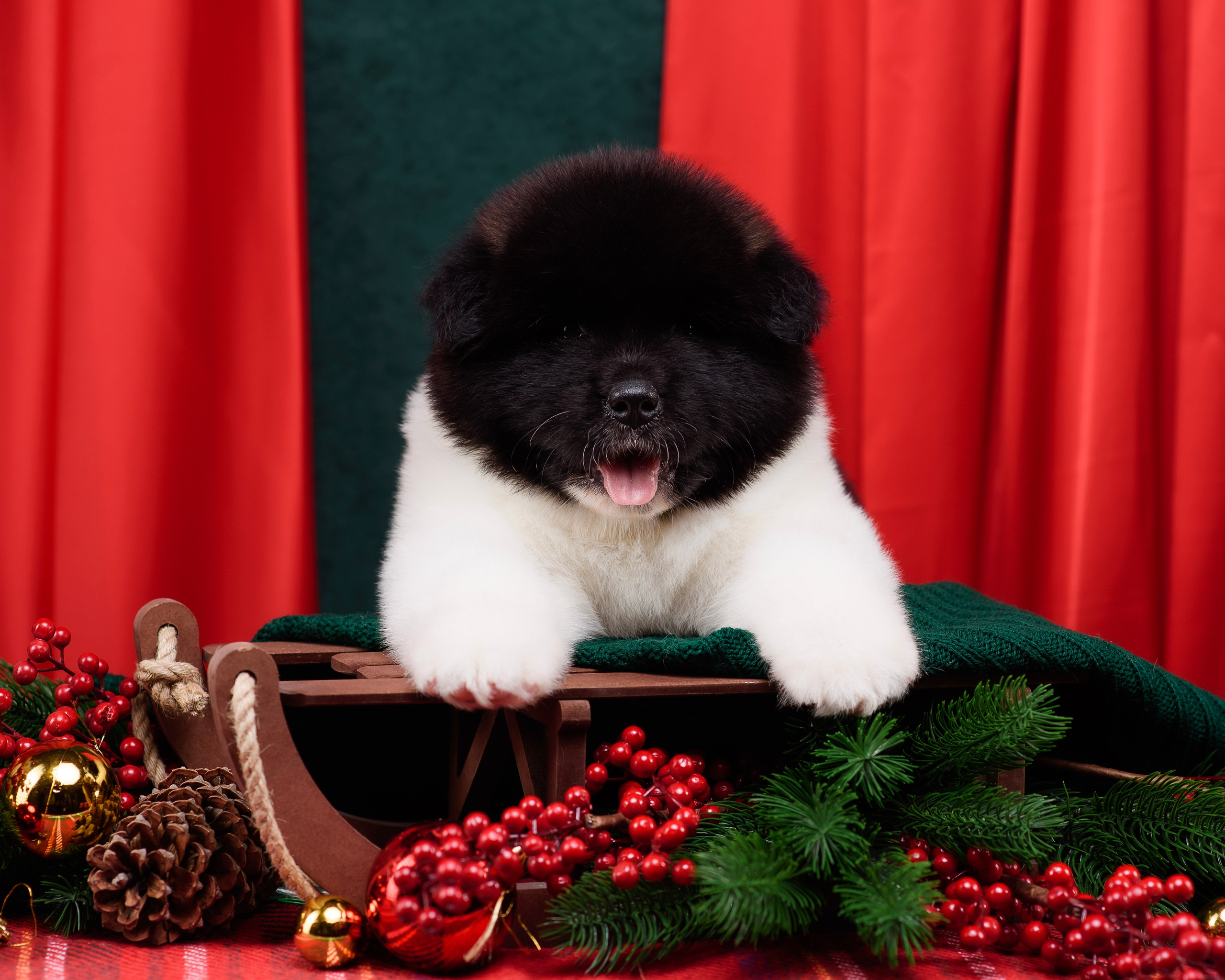 Щенки Американской Акиты. Фотограф — Анималист | Анна Абрамова