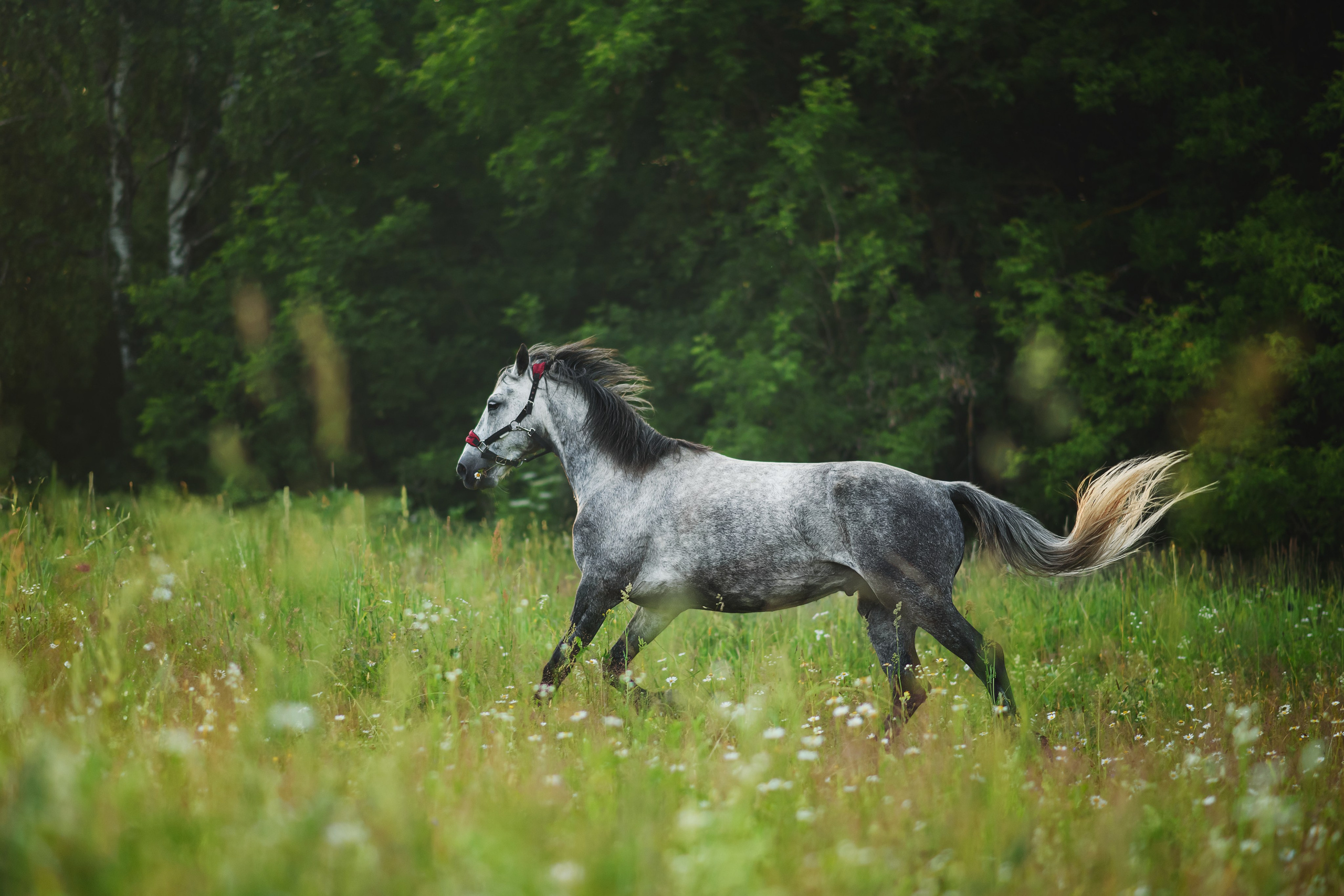 Дакар и Рамина — 29.06.2024. Фотограф — Анималист | Анна Абрамова